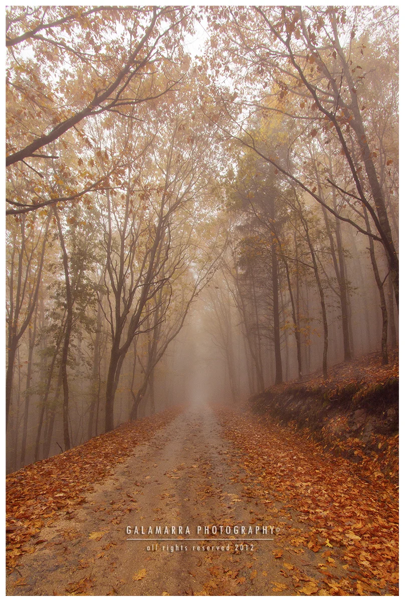 _MG_7346_Web_Road_of_Life's_Fog.jpg