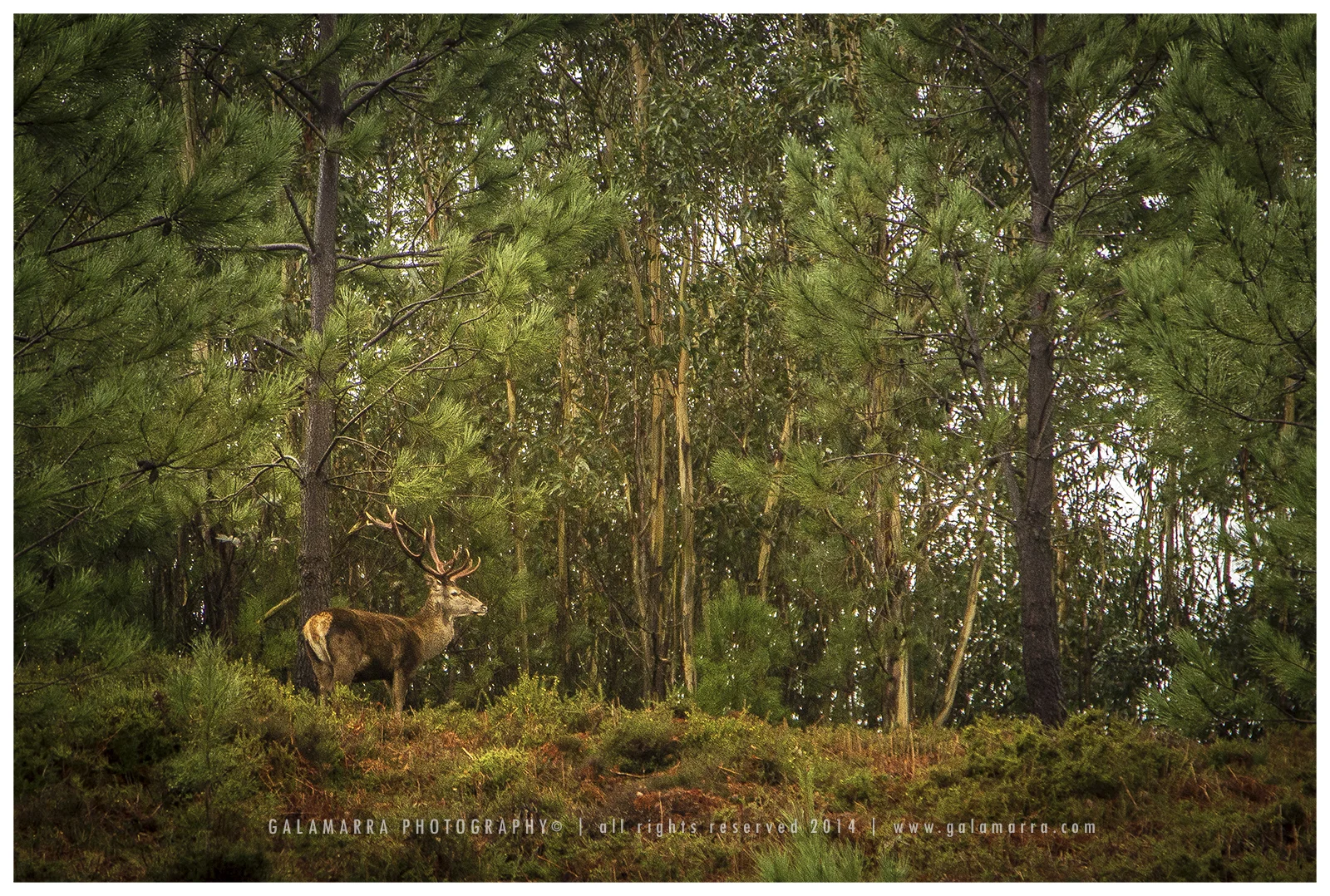 Deer to Dare (coloured)