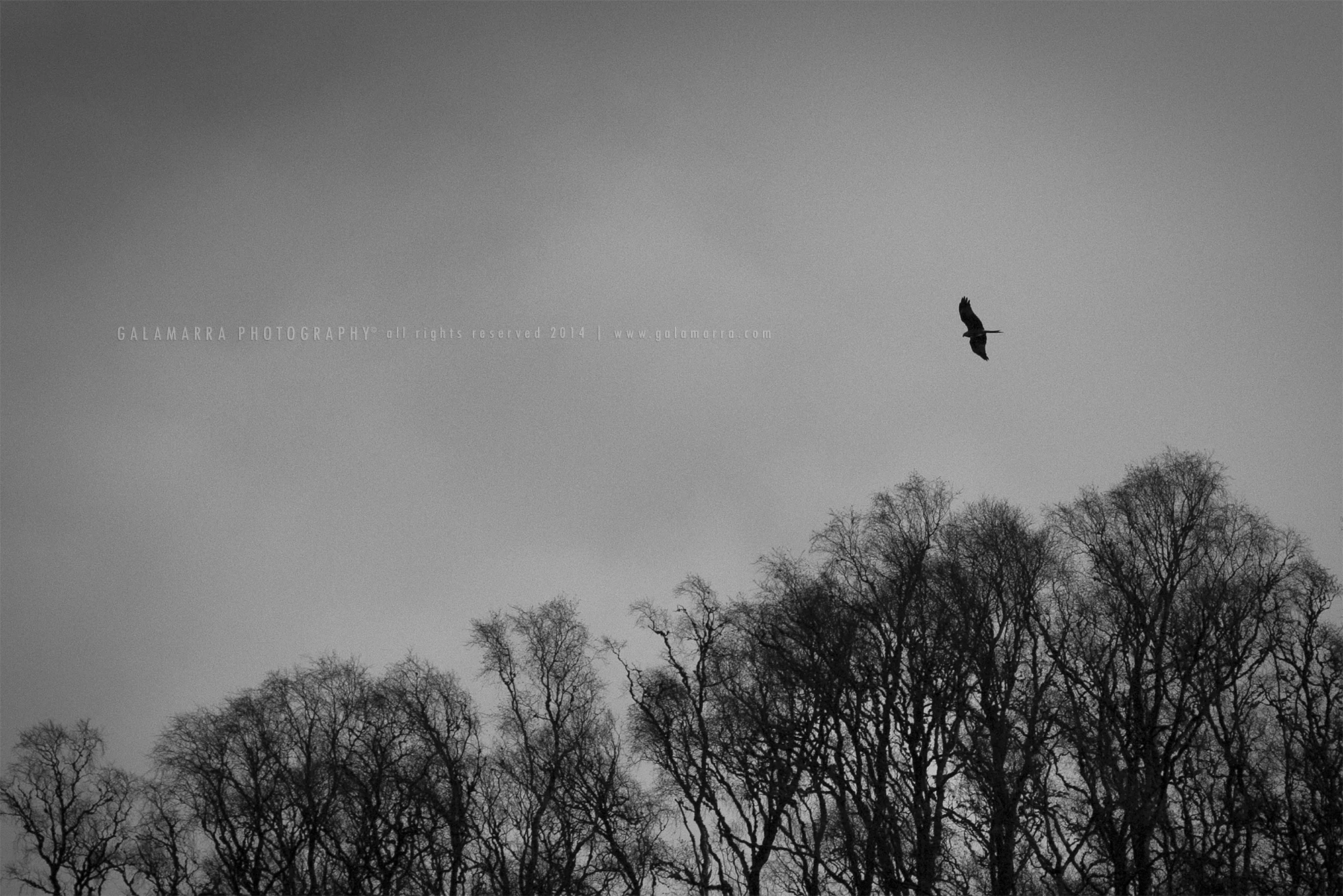 loch_ness_buzzard_MG_0774.jpg