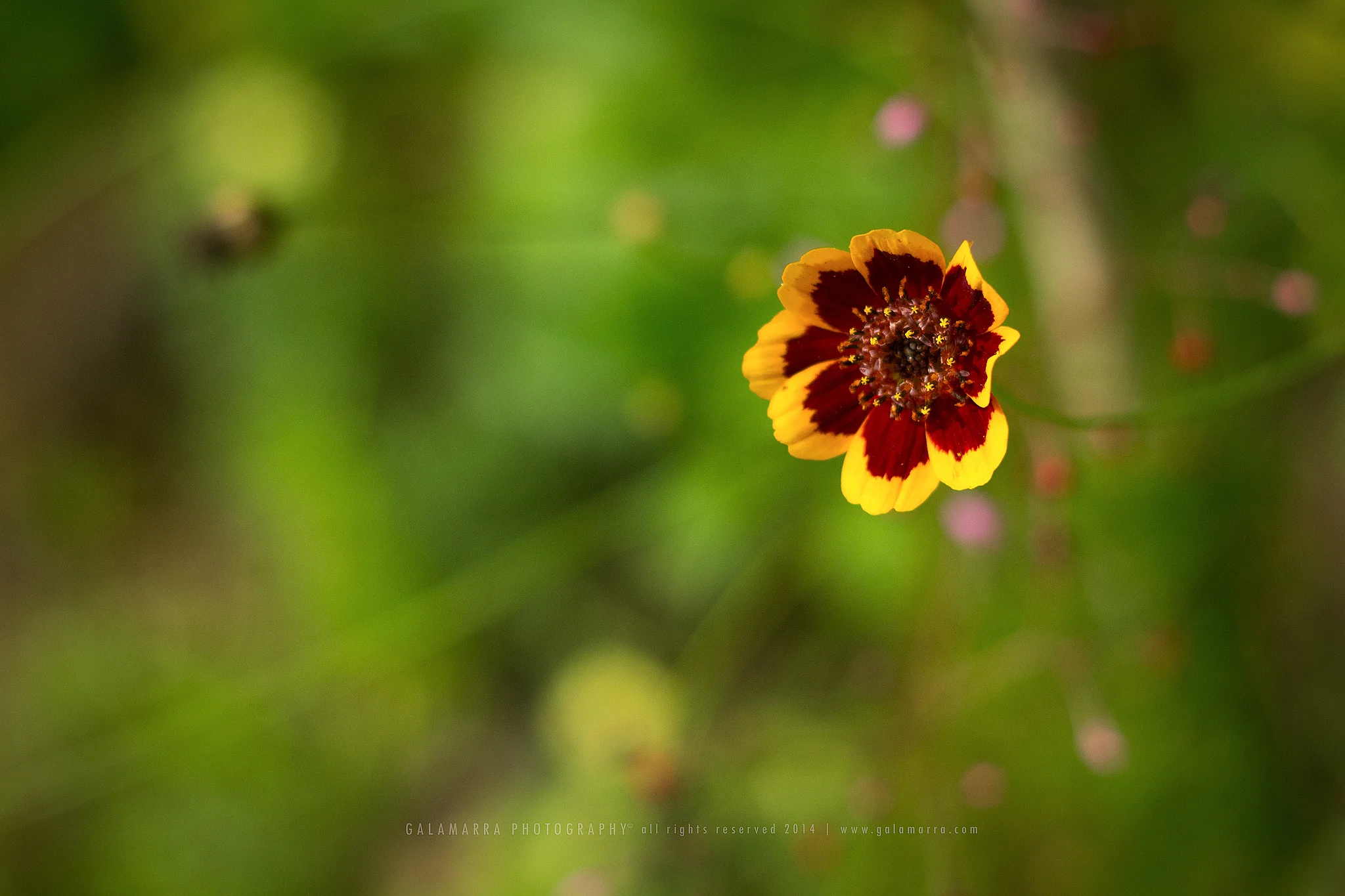 Dawn is coming, open your eyes and see II