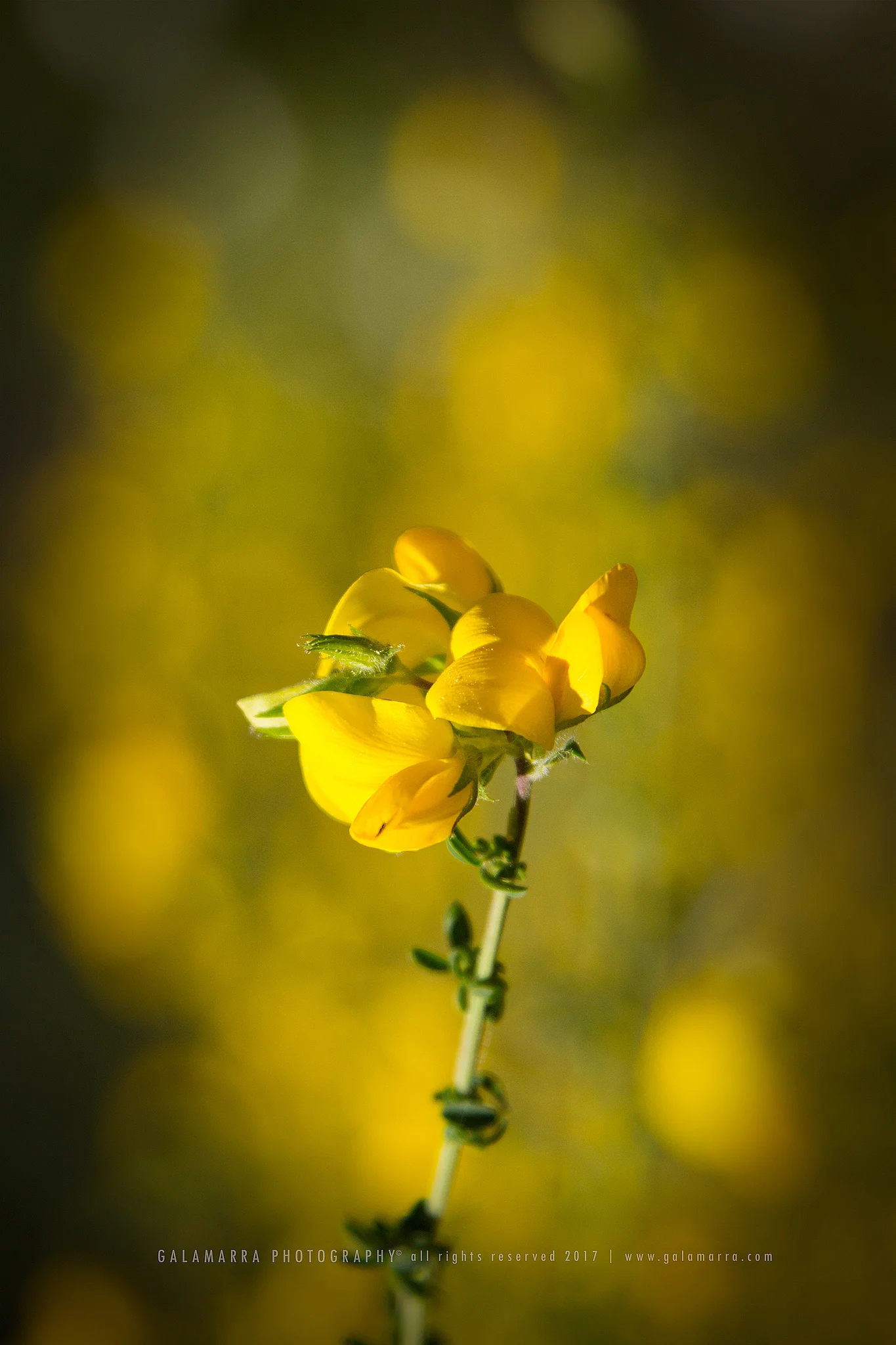 Dawn is coming, open your eyes and see IV