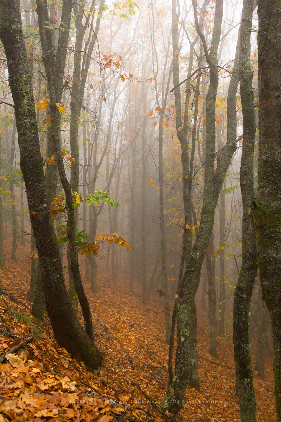 Autumn trees - Lousã