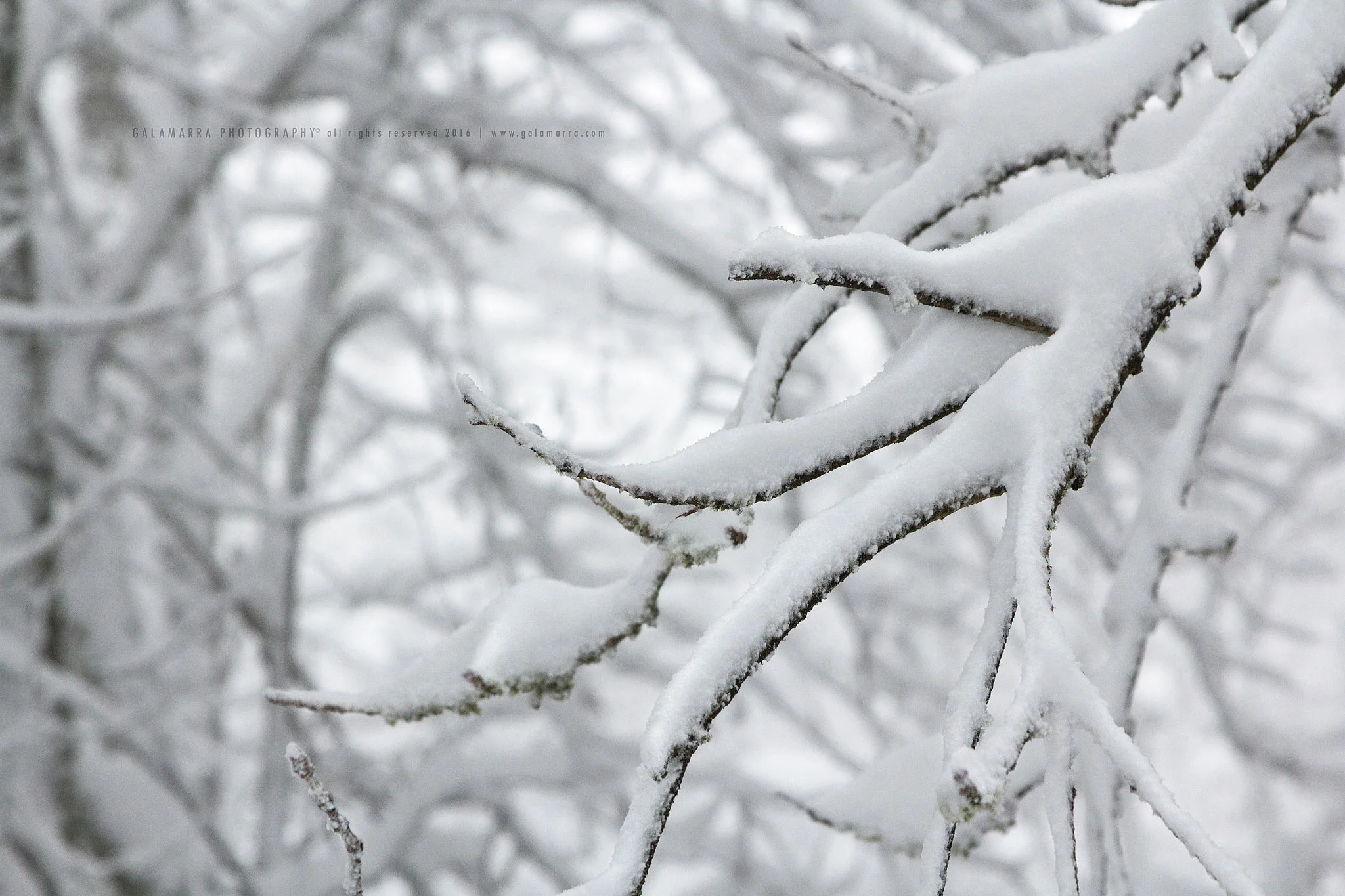 Feelings of snow VII - details