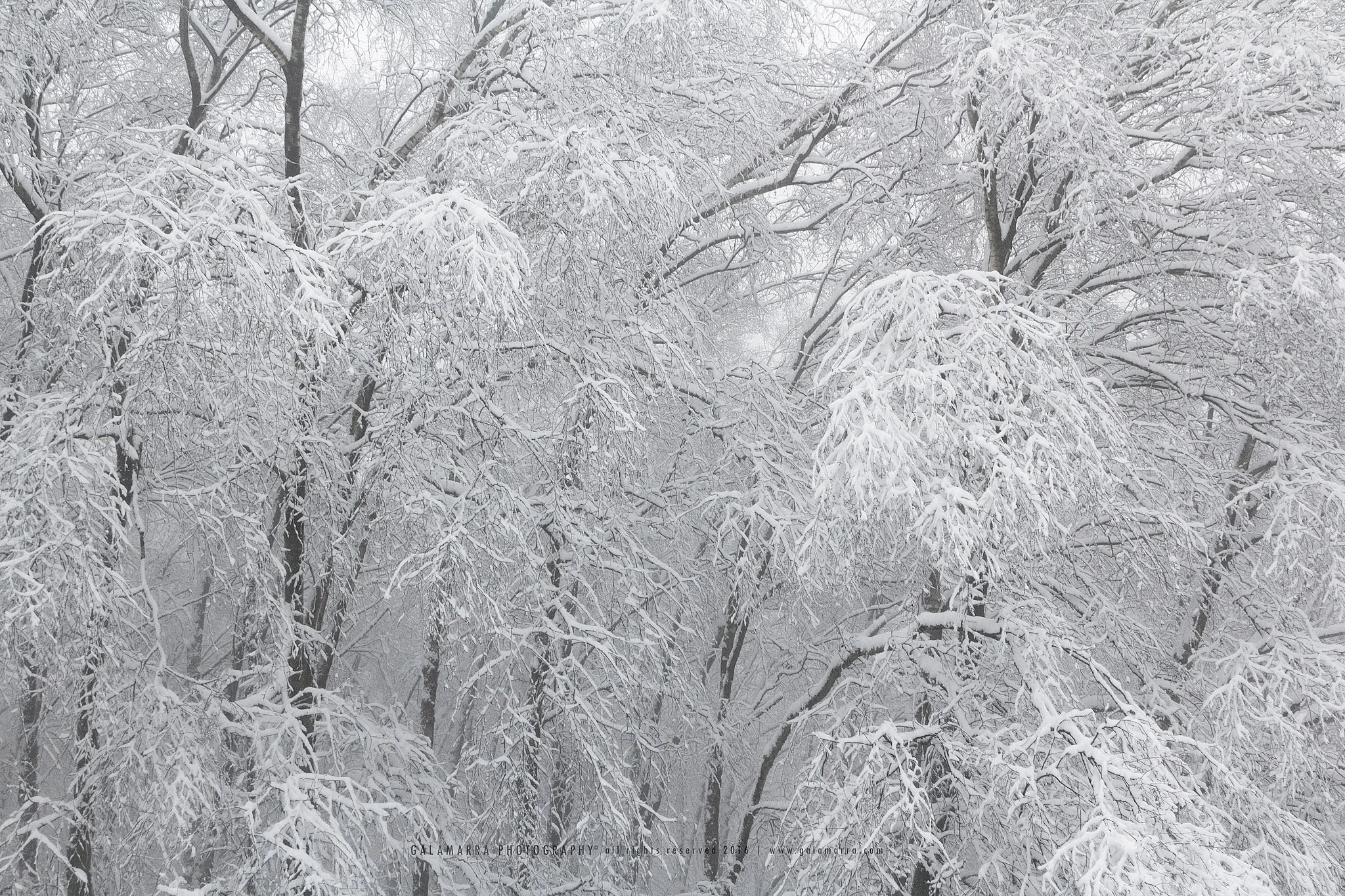 Feelings of snow VI - essence