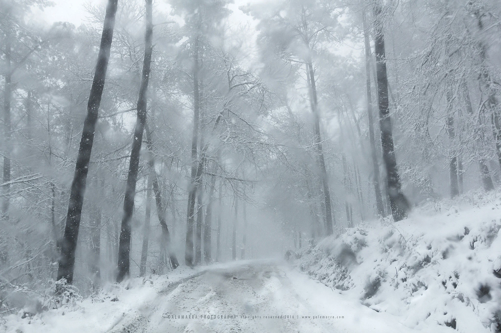 Feelings of snow IV - take the risk