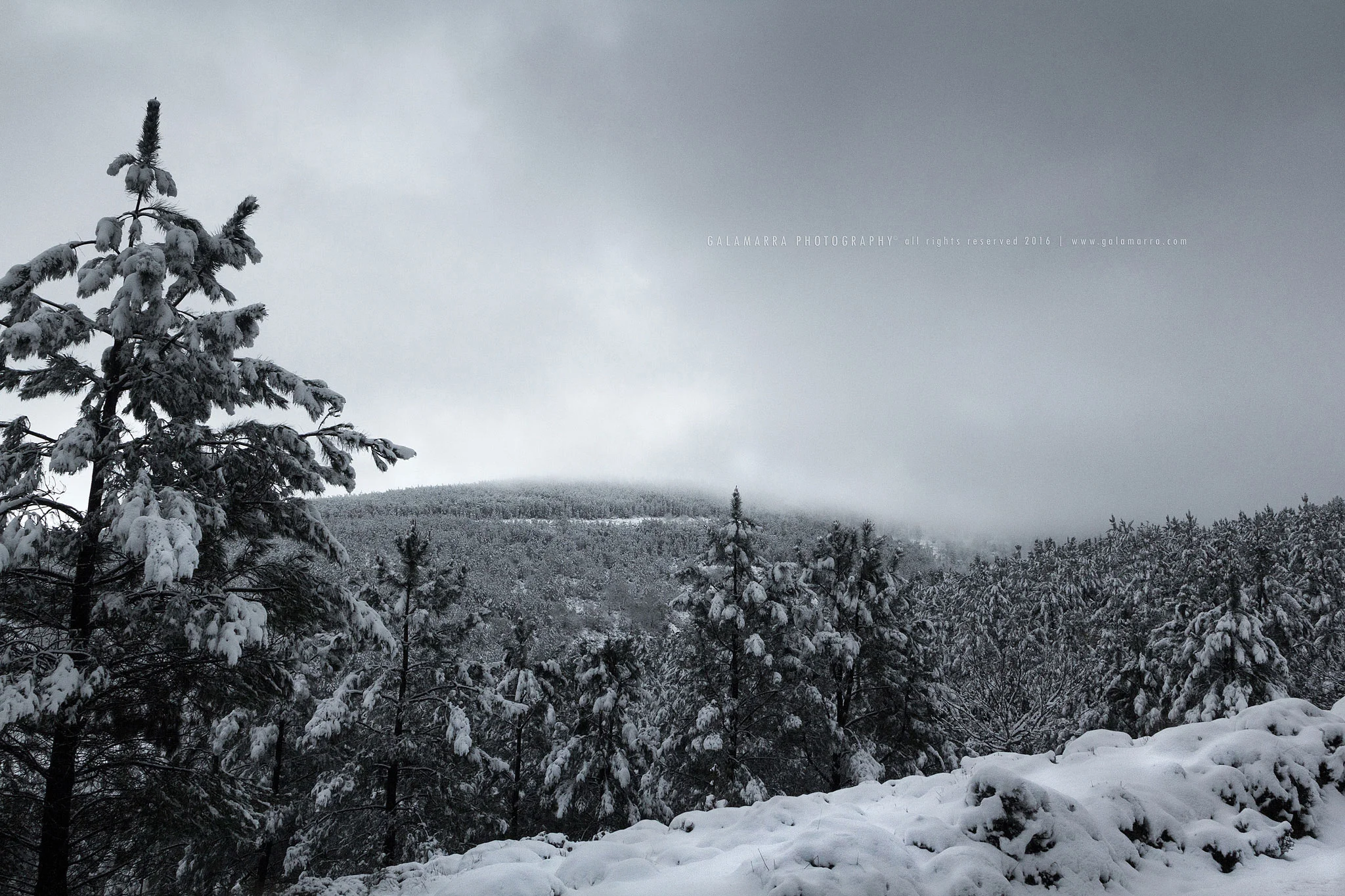 Feelings of snow III - Woodland in white