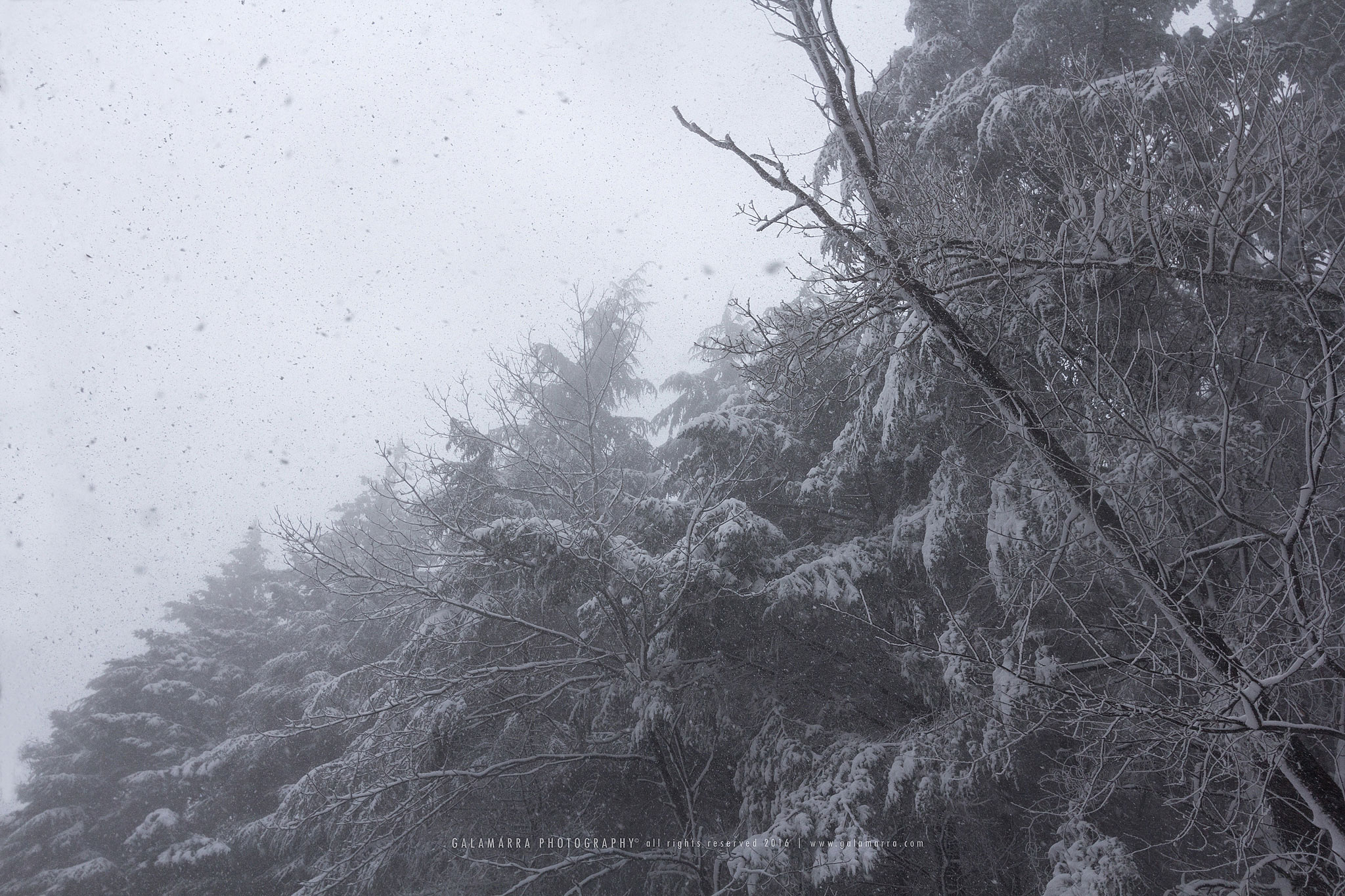 galamarra_snowing_II_IMG_0097_web.jpg