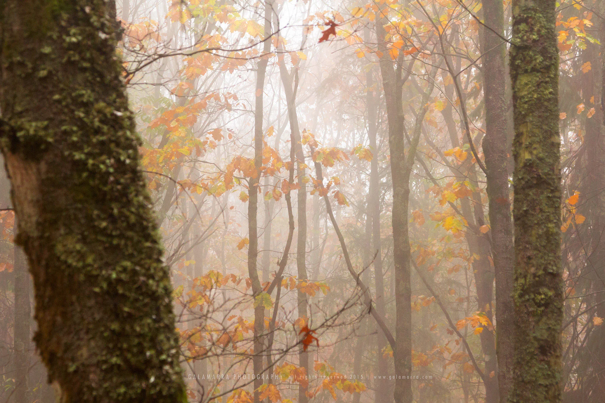 Lousã XI: Autumn Red Details