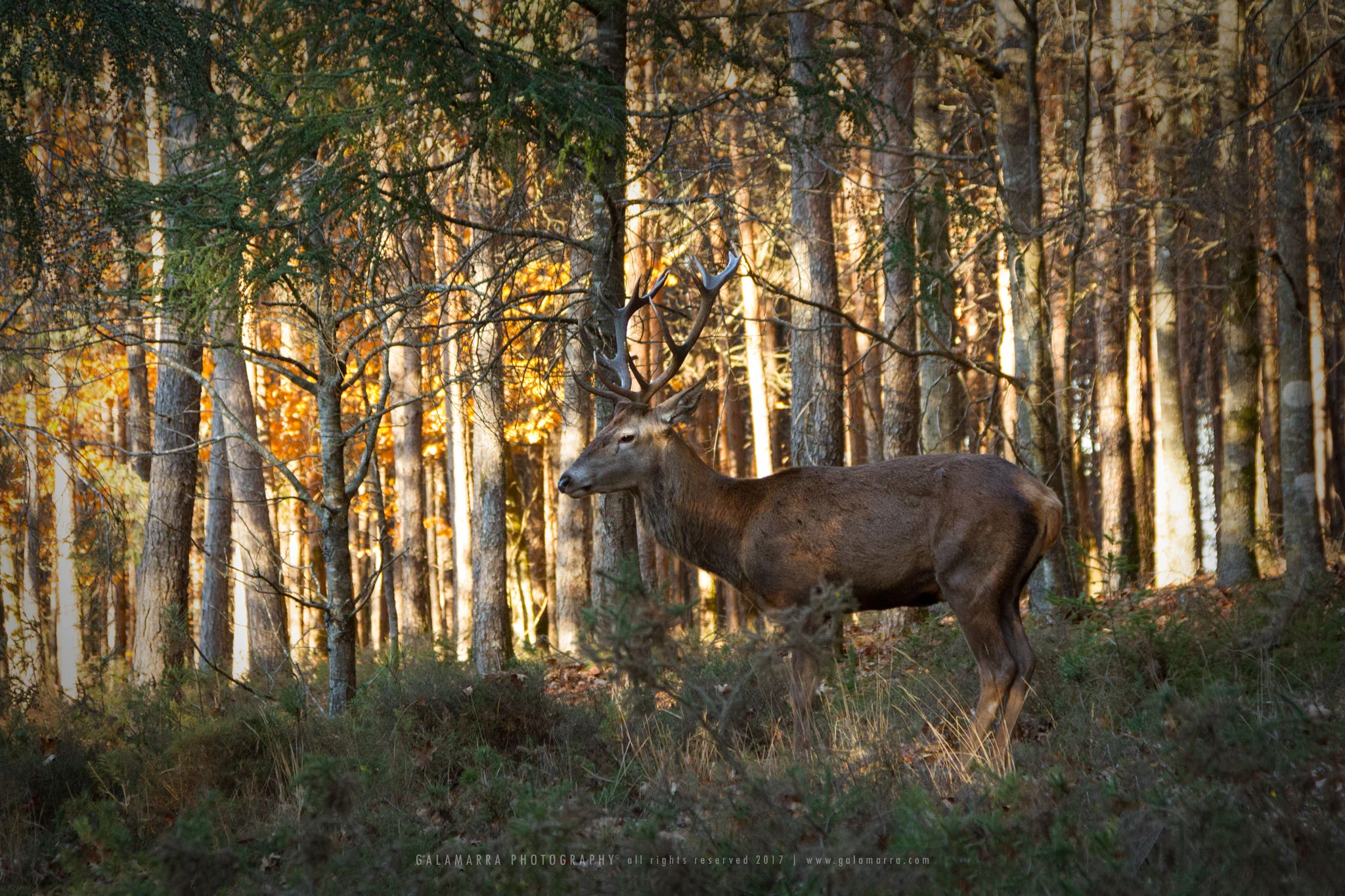 Unexpected encounter - II