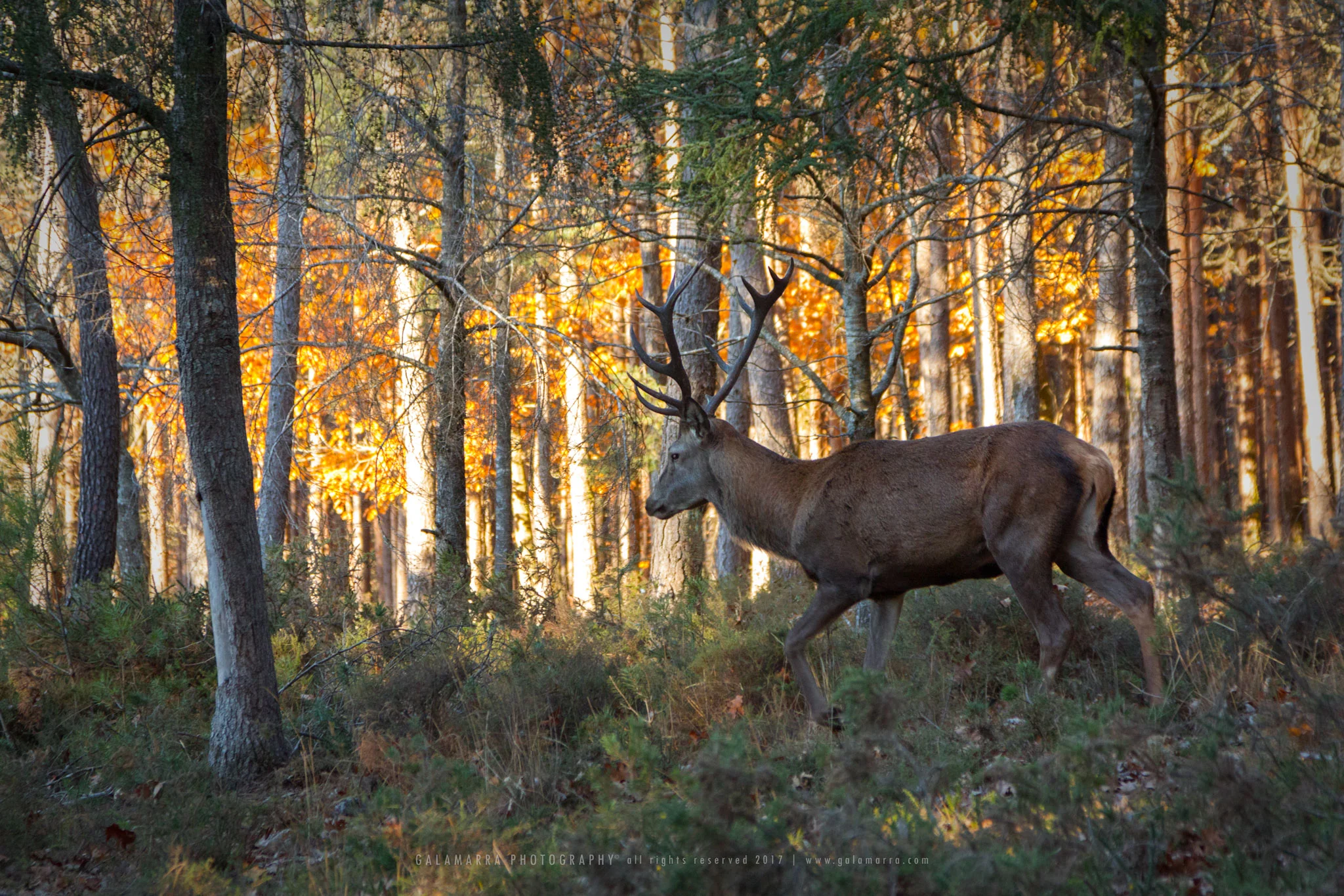 "Unexpected encounter - I"