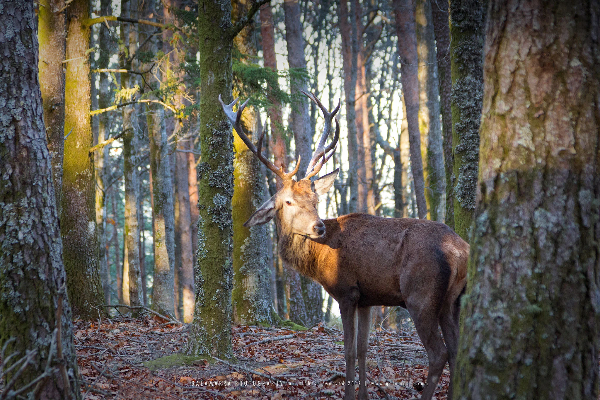 Unexpected encounter - III