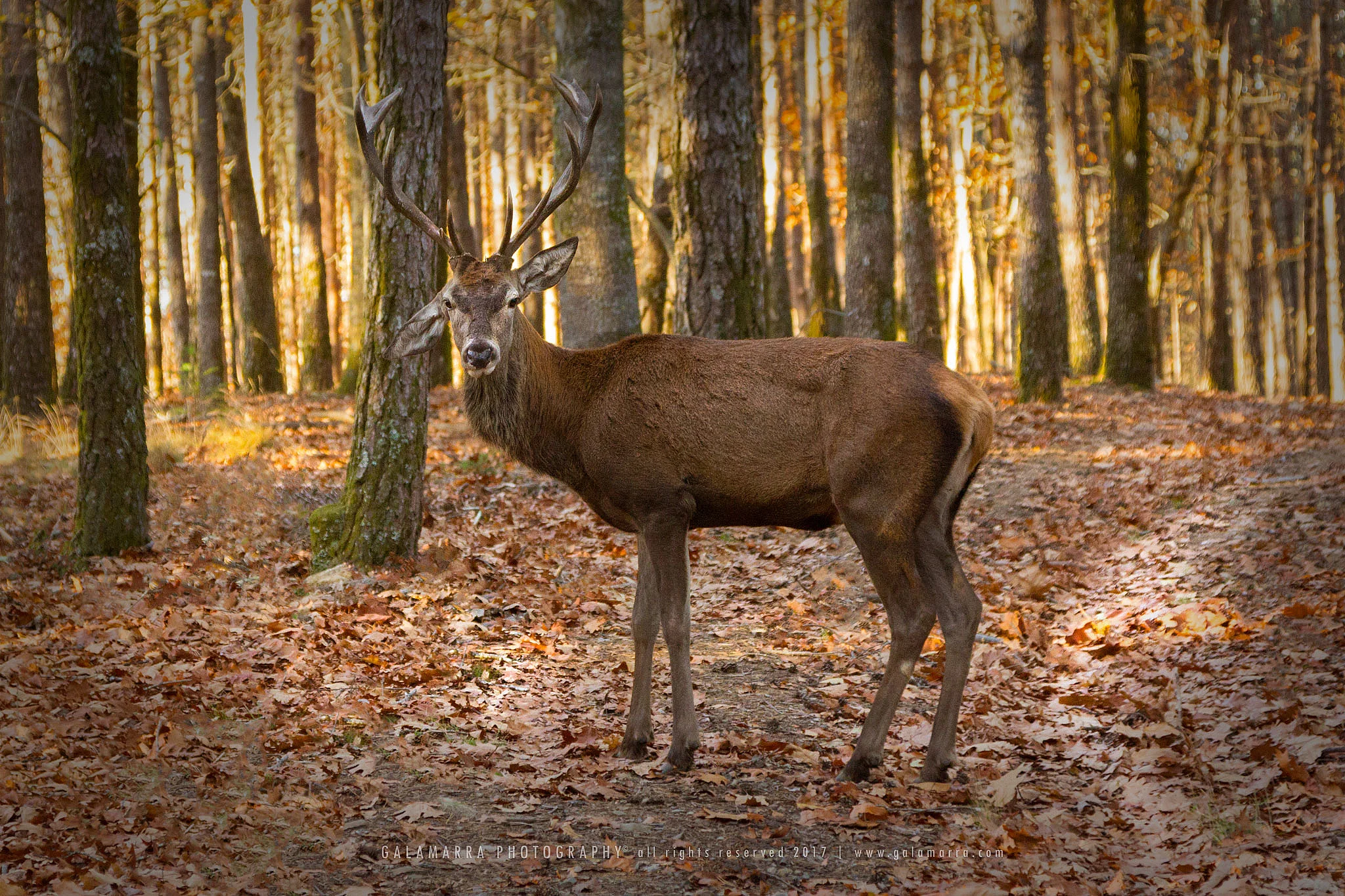 Unexpected encounter - IV