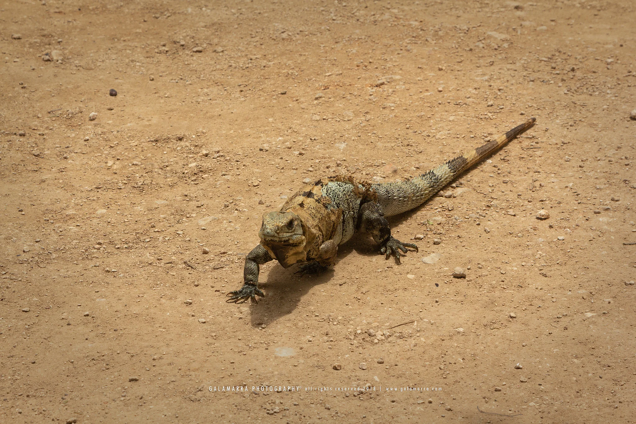 galamarra_iguana_sand_IMG_1347_web.jpg