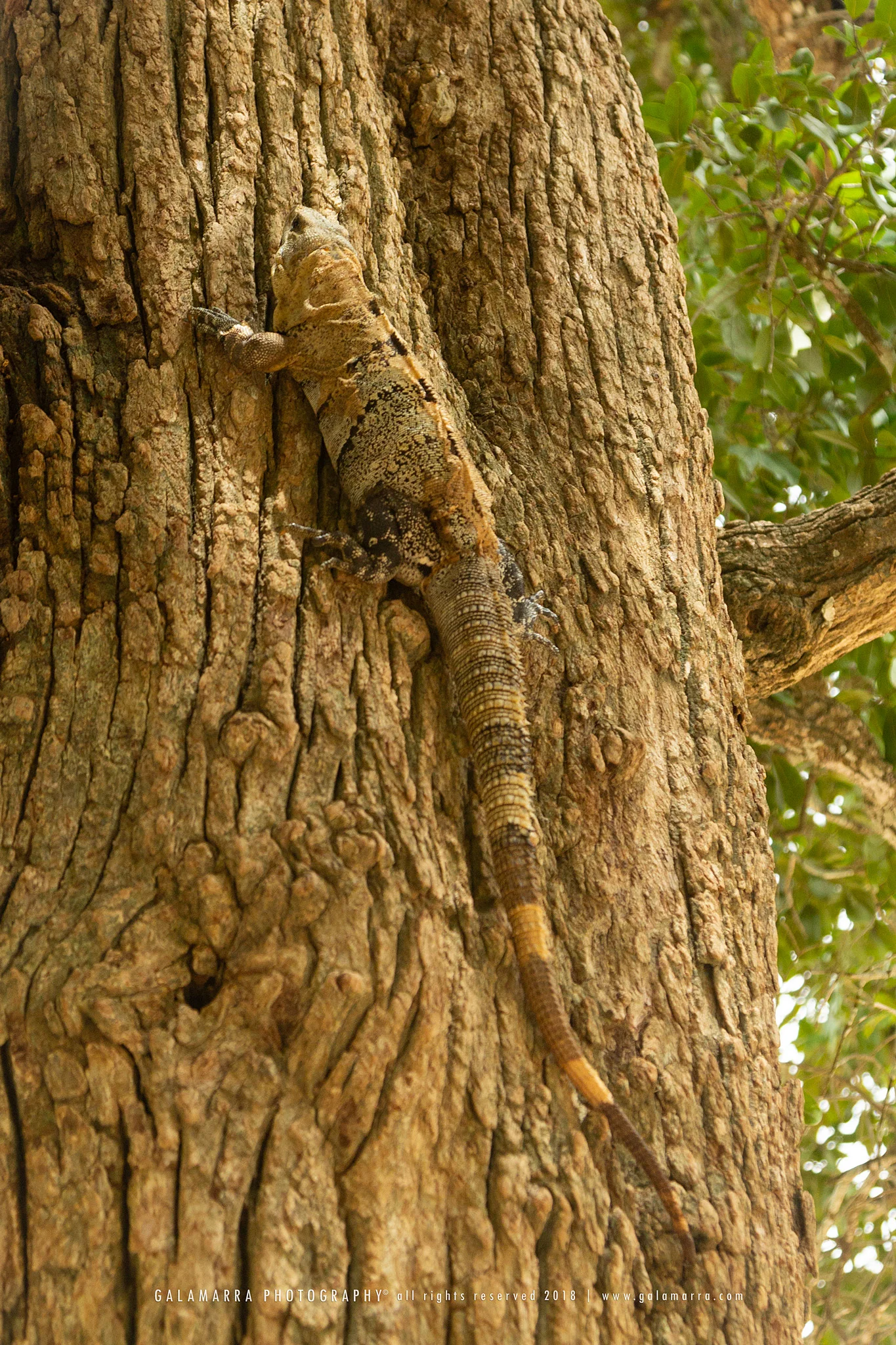 galamarra_iguana_tree1_IMG_1350_web.jpg
