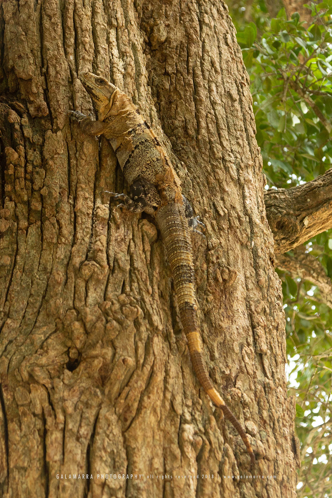 galamarra_iguana_tree3_IMG_1351_web.jpg