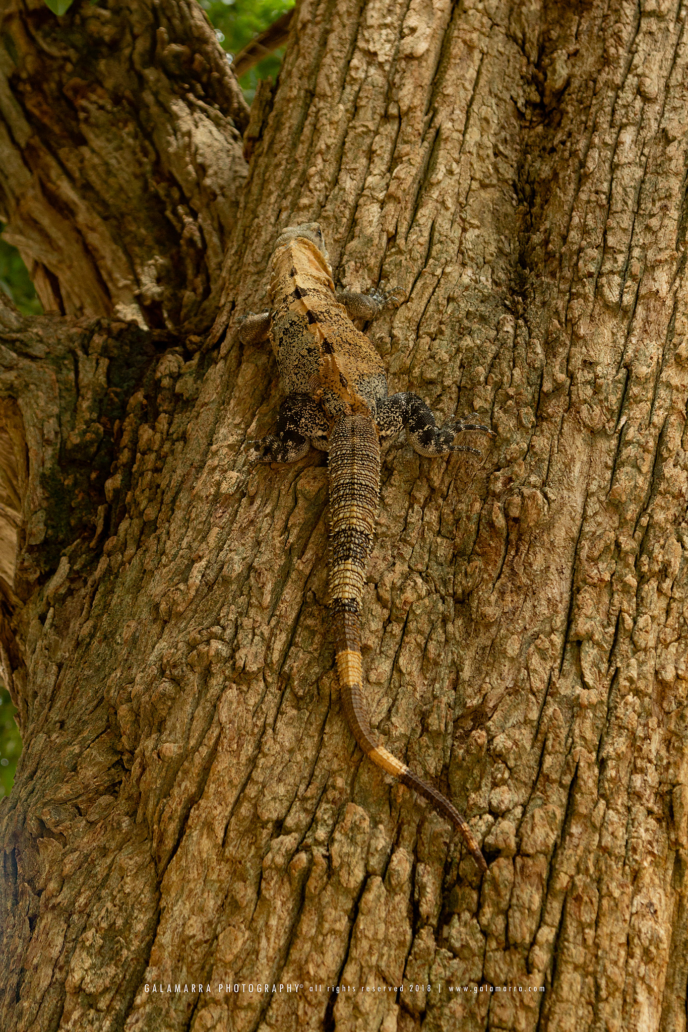 galamarra_iguana_tree2_IMG_1349_web.jpg