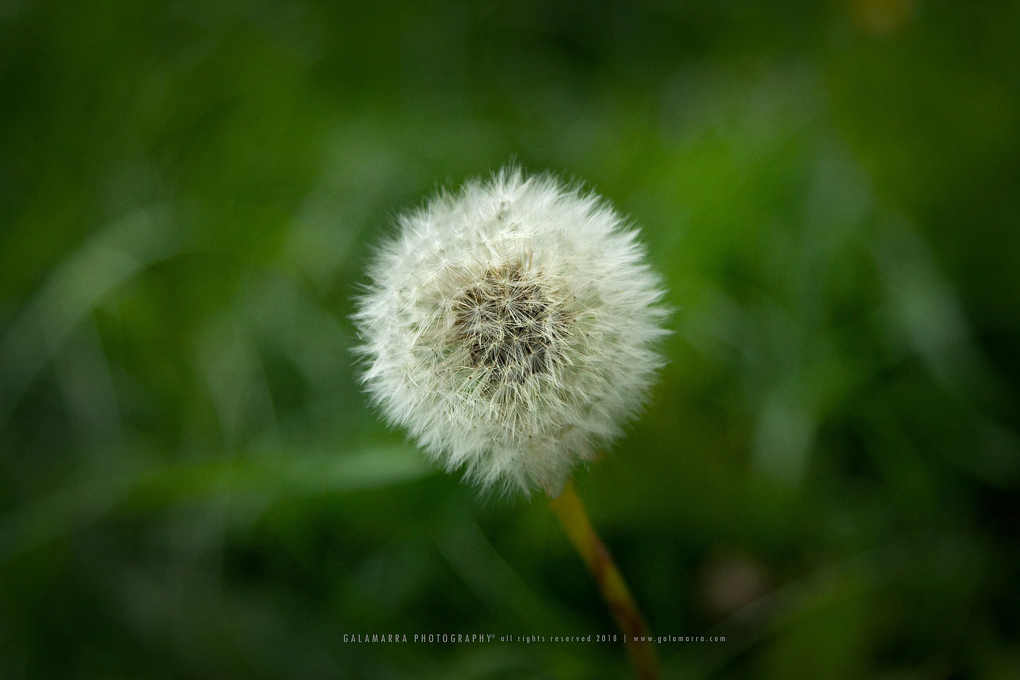 galamarra_dandelion_IMG_0029_web.jpg