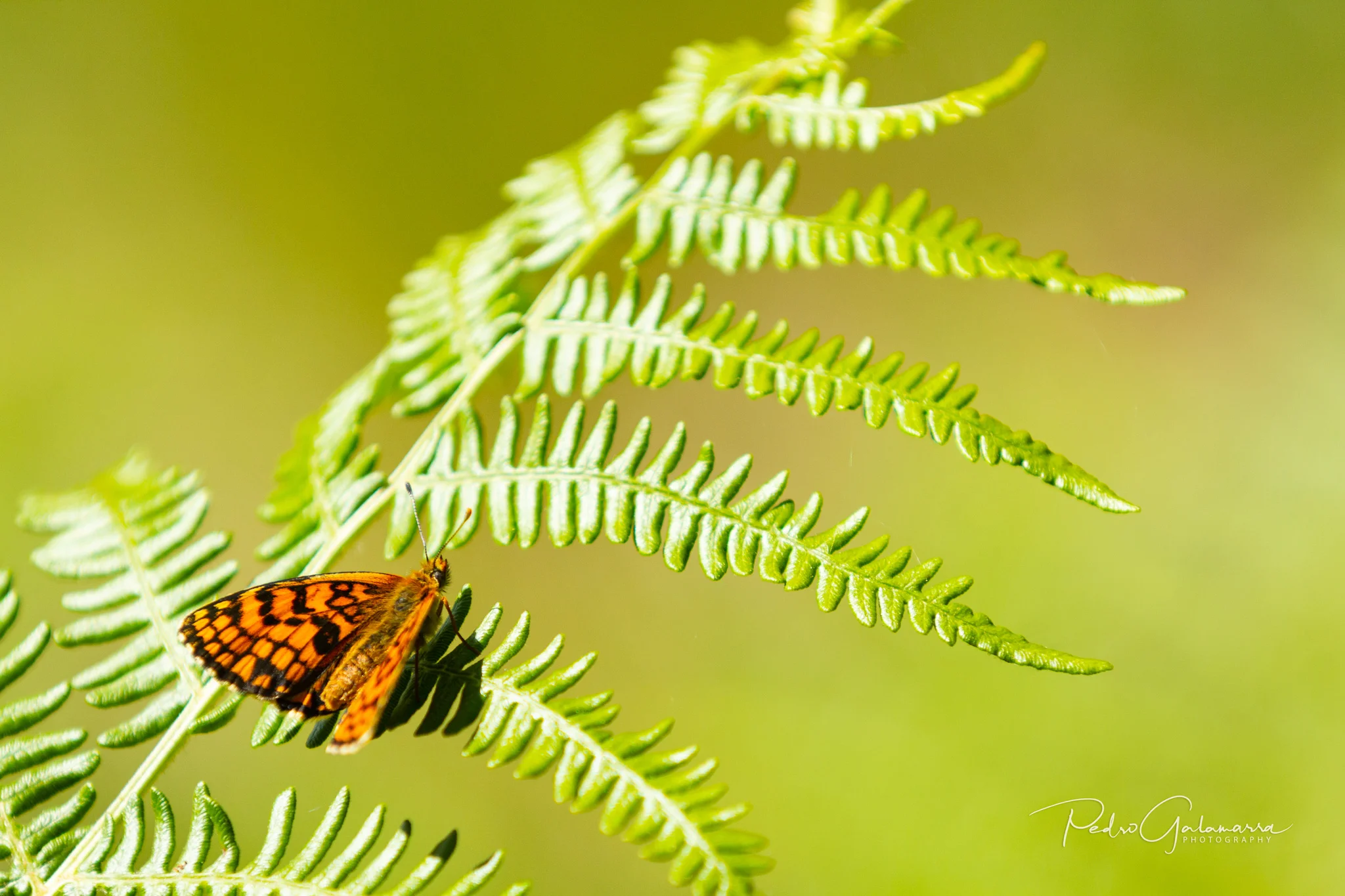 galamarra_butterfly_3_IMG_5095_web.jpg