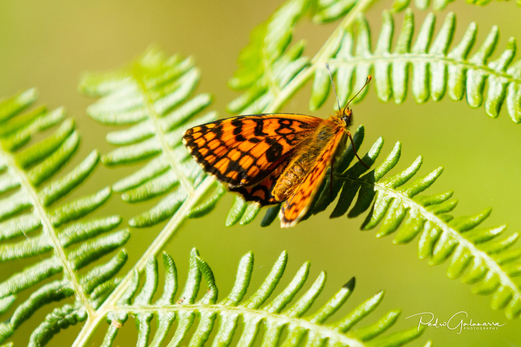galamarra_butterfly_4_IMG_5098_web.jpg