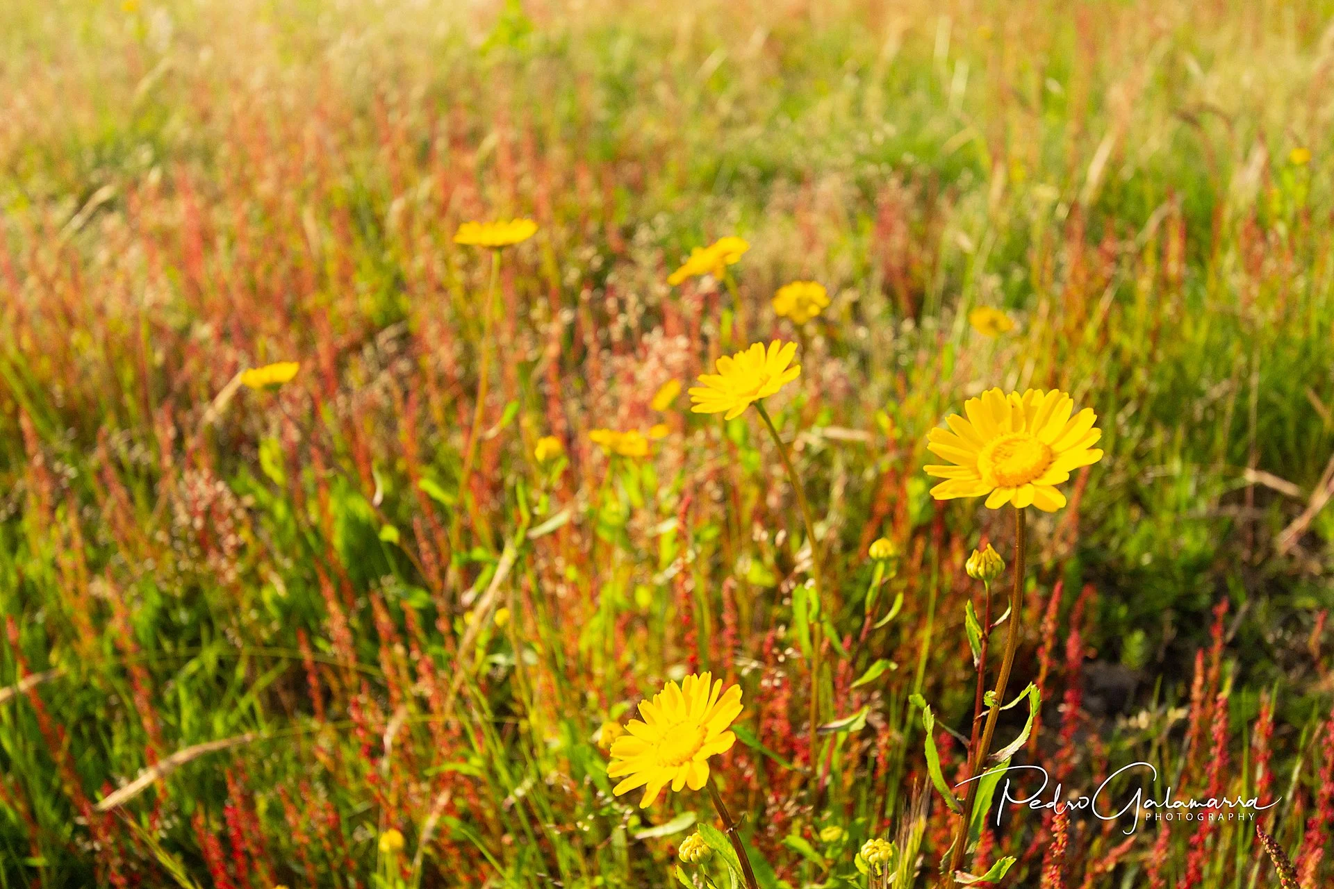 galamarra_field_flowers_IMG_8296_web.jpg