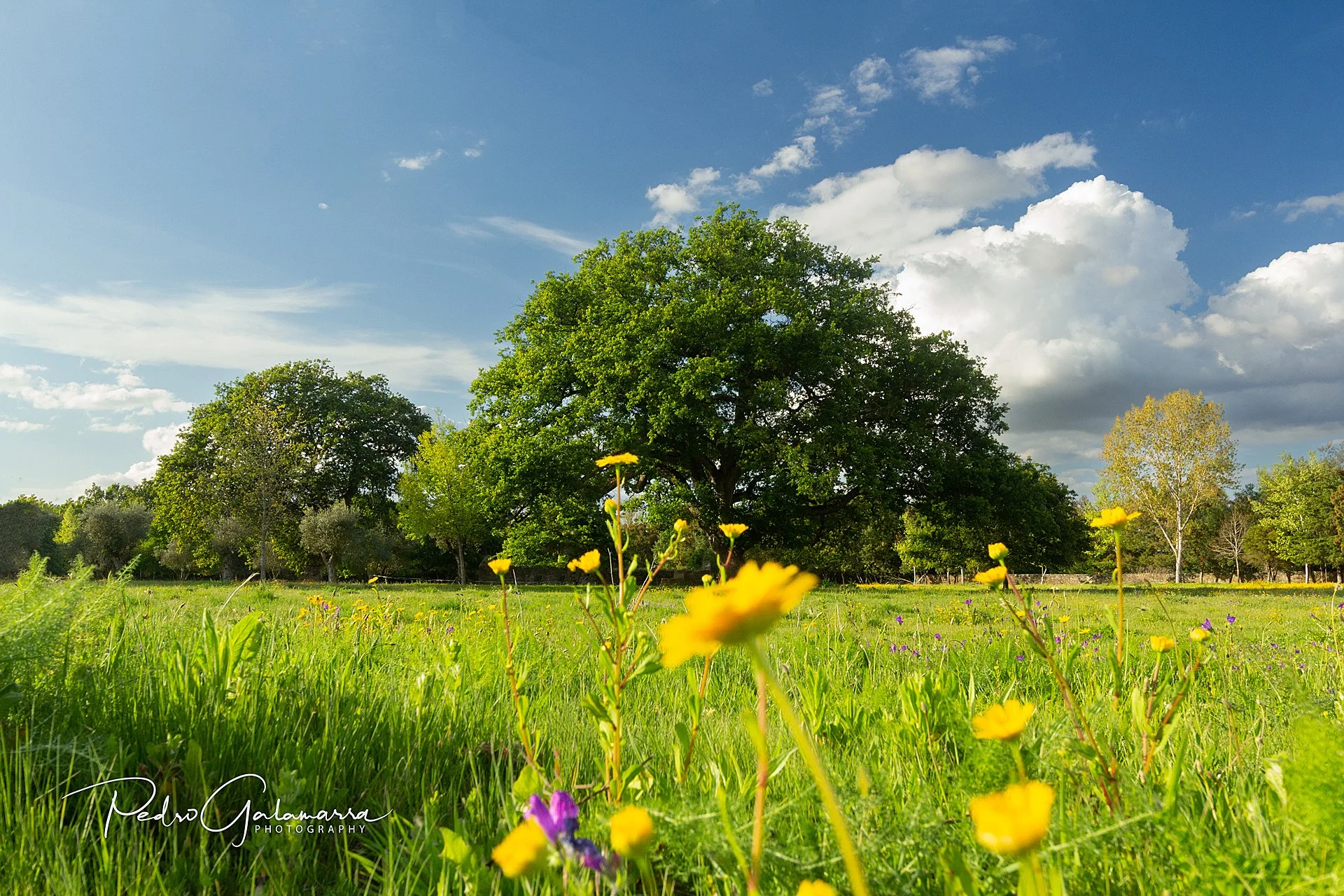 galamarra_oak_and_flowers_IMG_8289_web.jpg