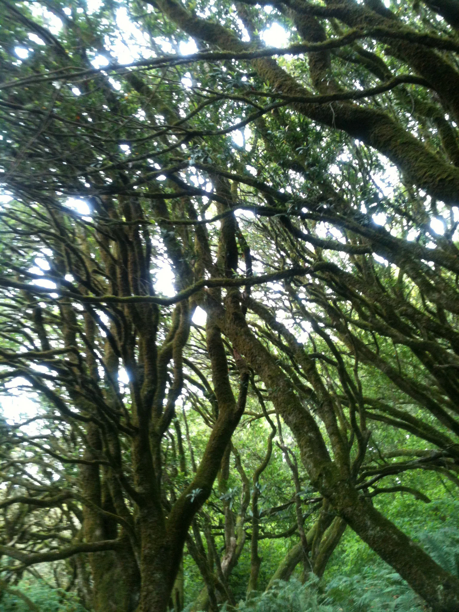 Dense branches everywhere and lots of ispiring patterns.