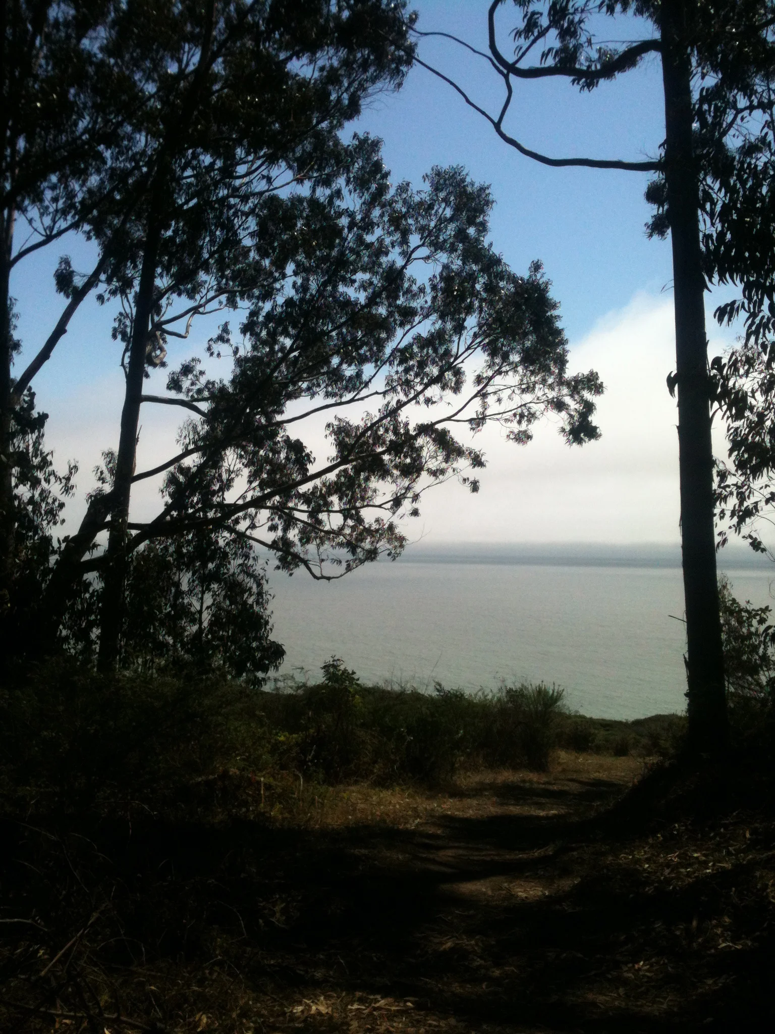 The hike starts in a Eucalyptus grove. Although these trees seem right at home here, they are not native to California, but Australia.