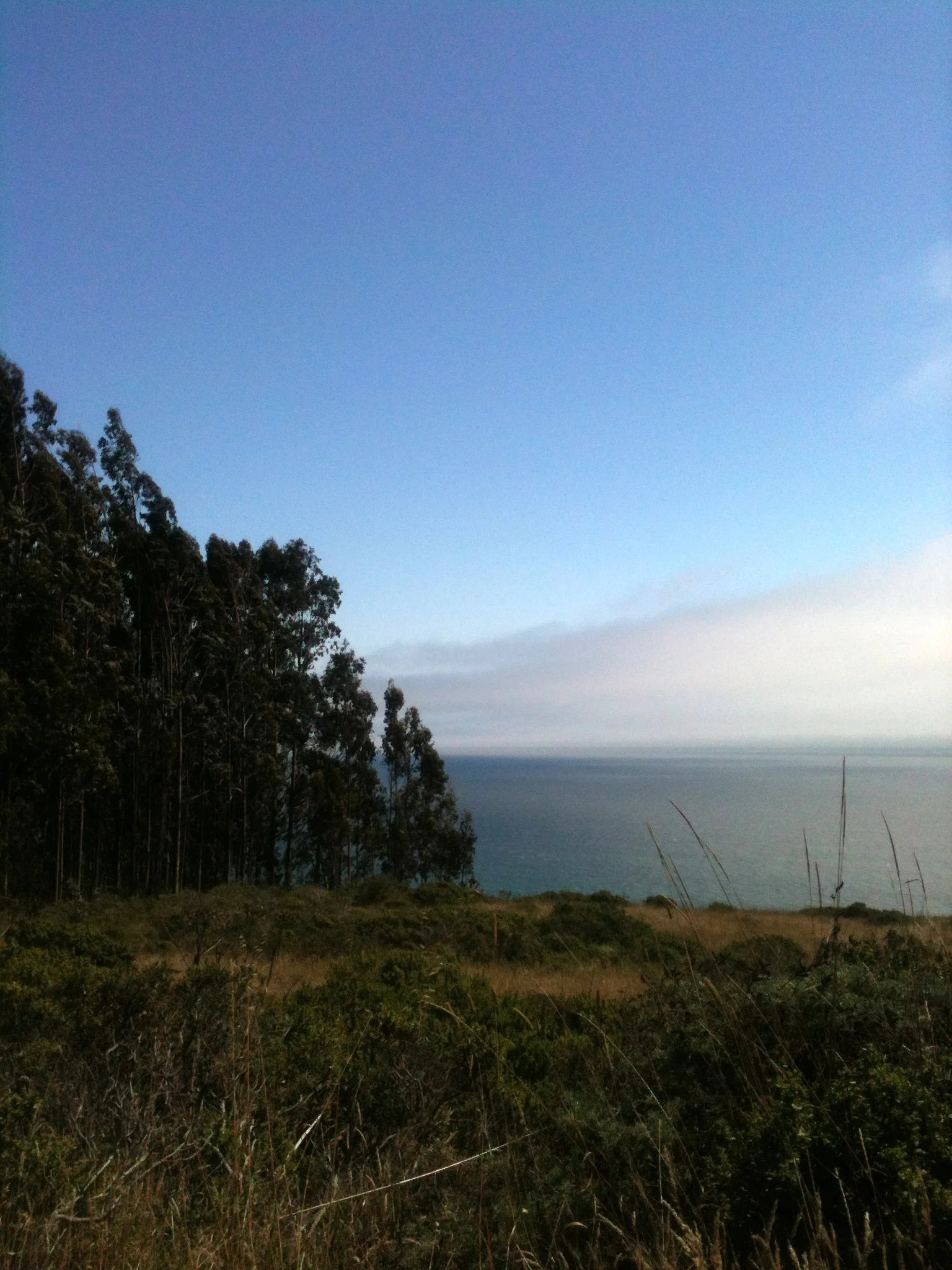 Just out of the Eucalyptus, a grand view of the sea.