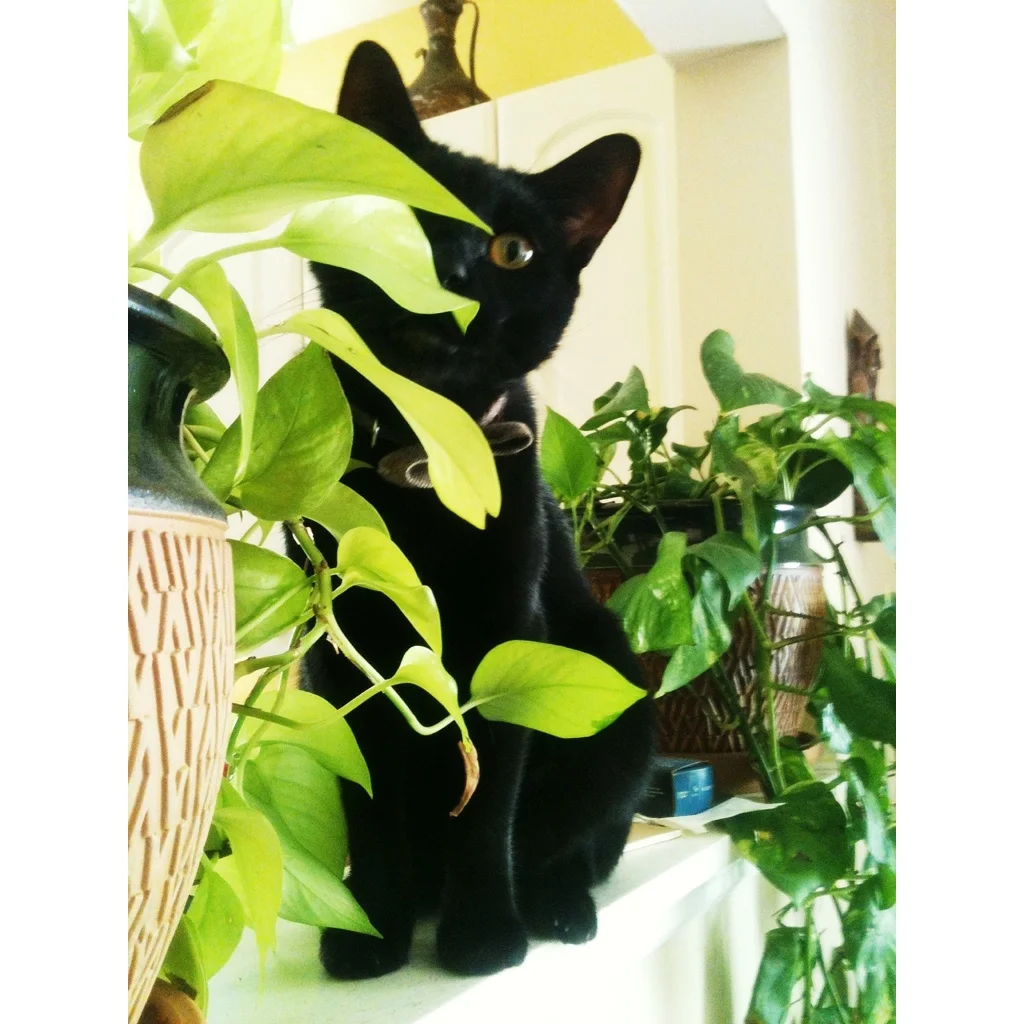 Oscar is one of my two cats. He stays inside spending his time posing, sleeping and getting into my paints and brushes. He also likes to chew on and sit in my houseplants. I caught him spying on me today.