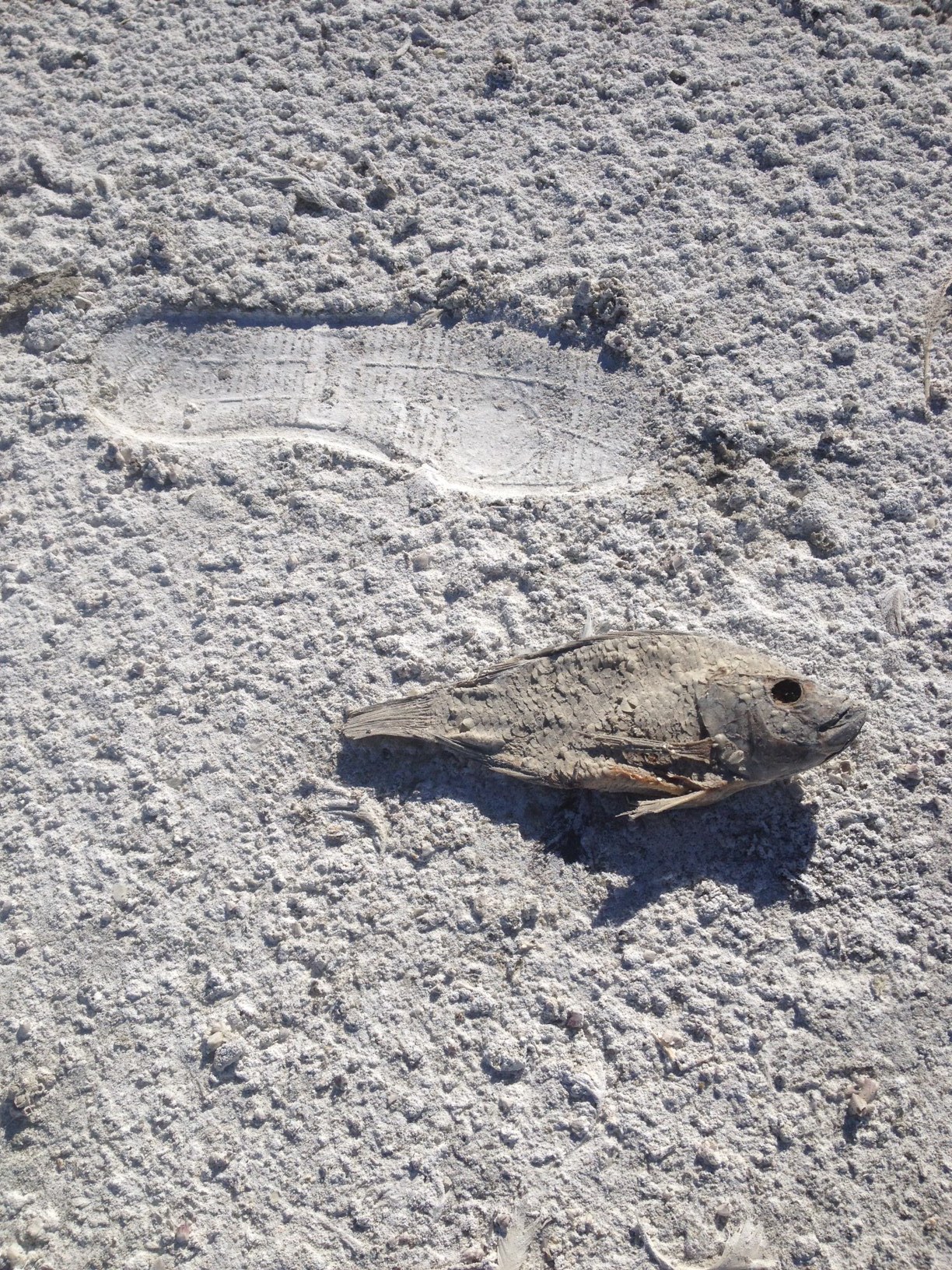 Salton Sea shoe and fish.JPG