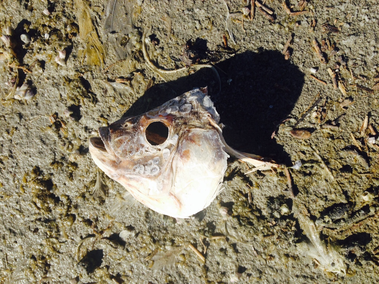 Salton Sea fish head.JPG