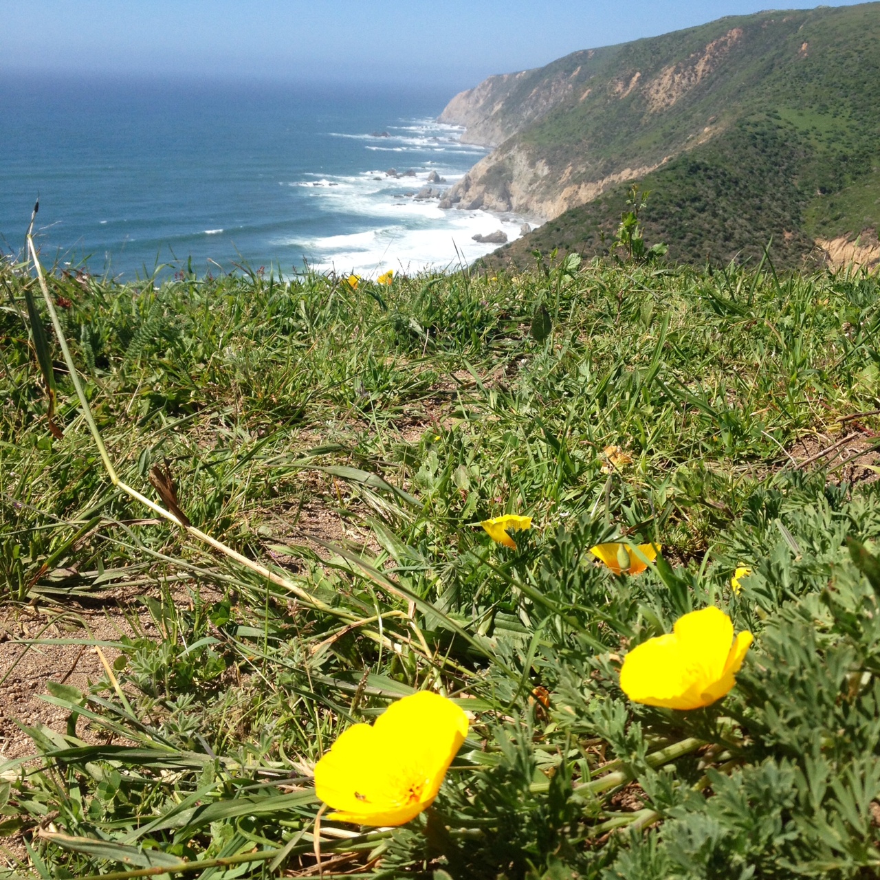 Tomales Point Trail