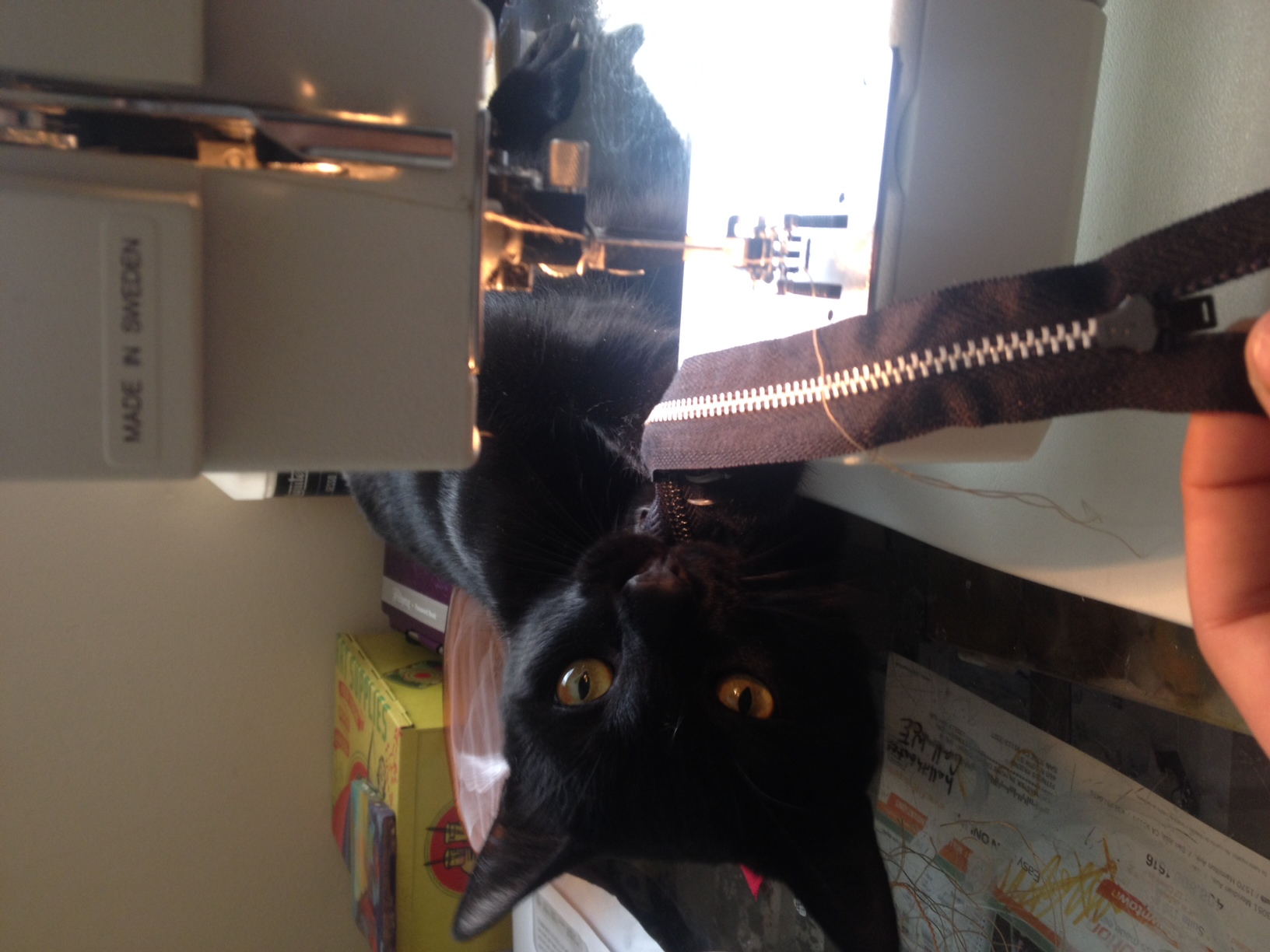 Little helper Oscar