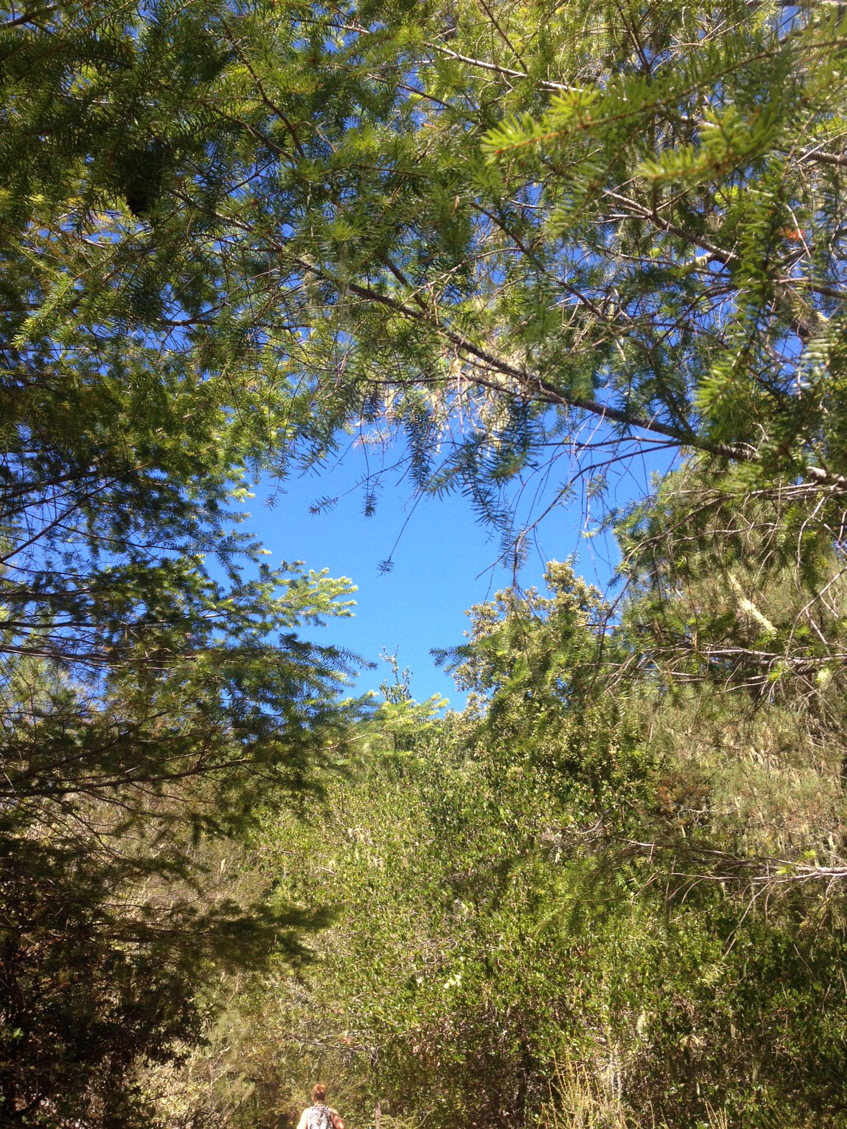 A tiny Rachel amongst the green and blue.