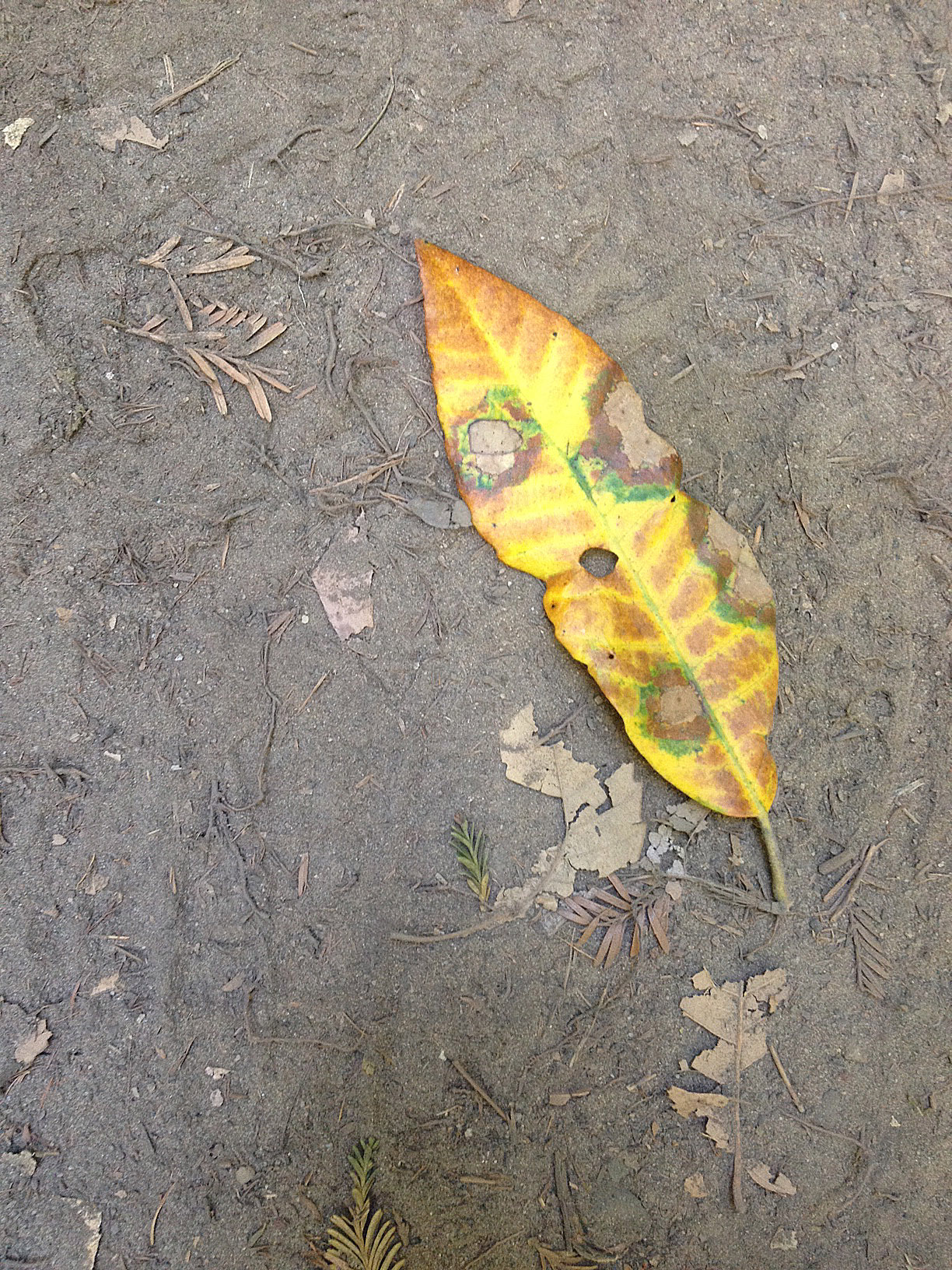 The colors of decaying leaves are something else. 