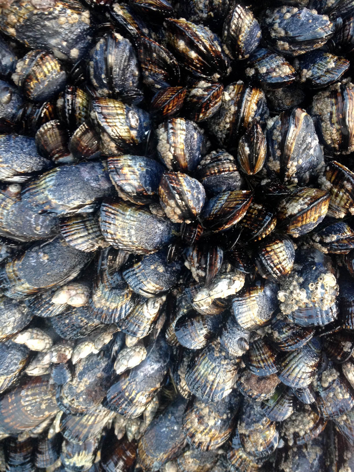 Mussels