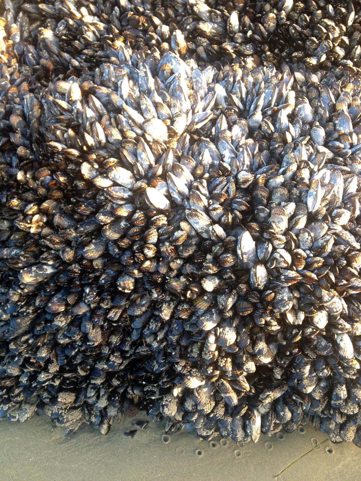 More mussels... and look at that hole pattern in the sand too.