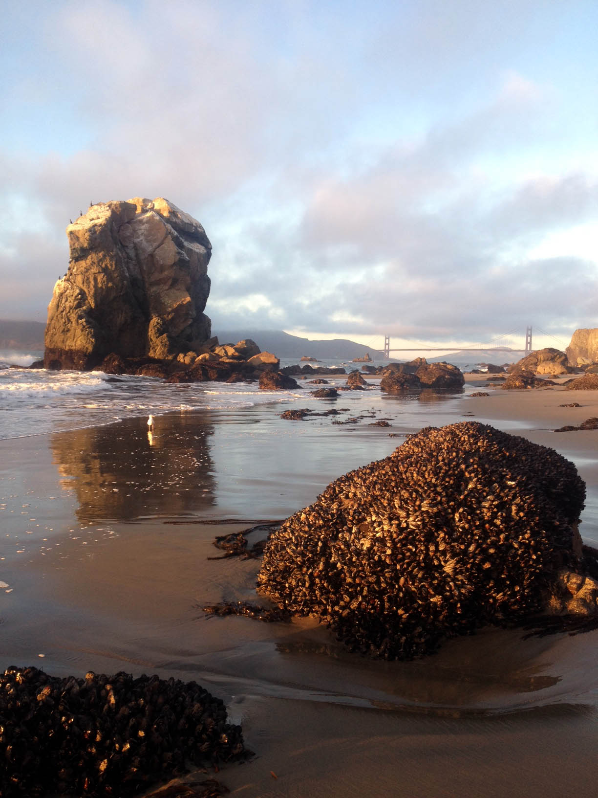 The view of the Golden Gate from Mile Rock Beach. You can see the mussels on the rocks here. 