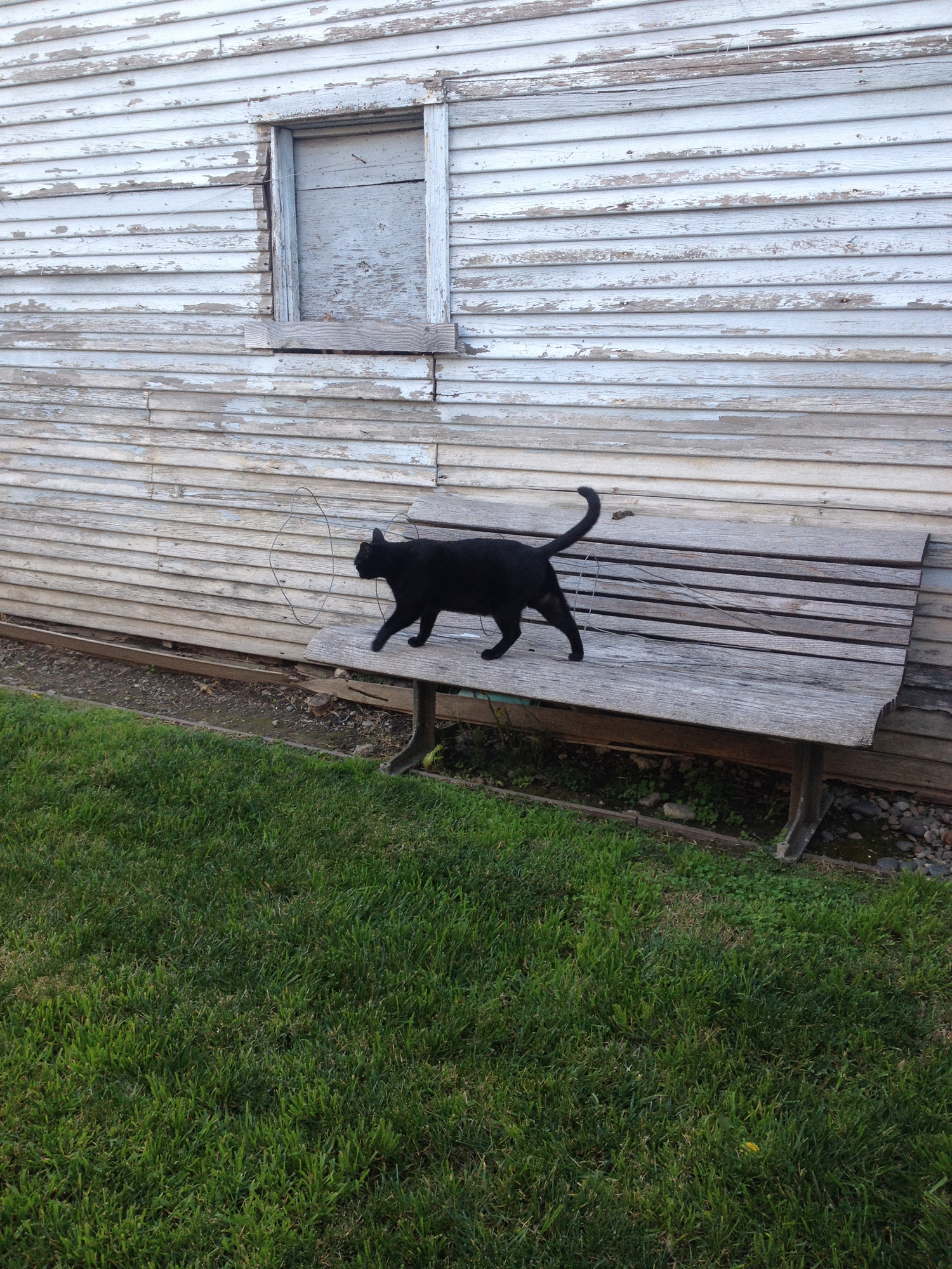 I can hang out with this guy and my other cat more often. 