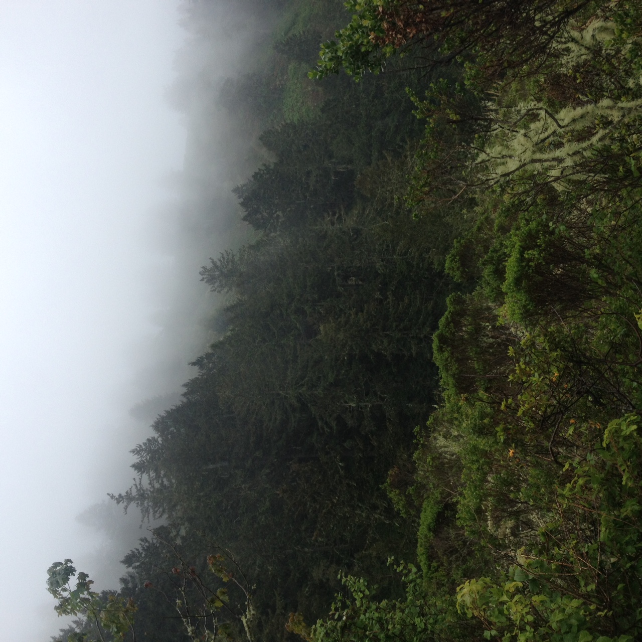 Foggy hillside