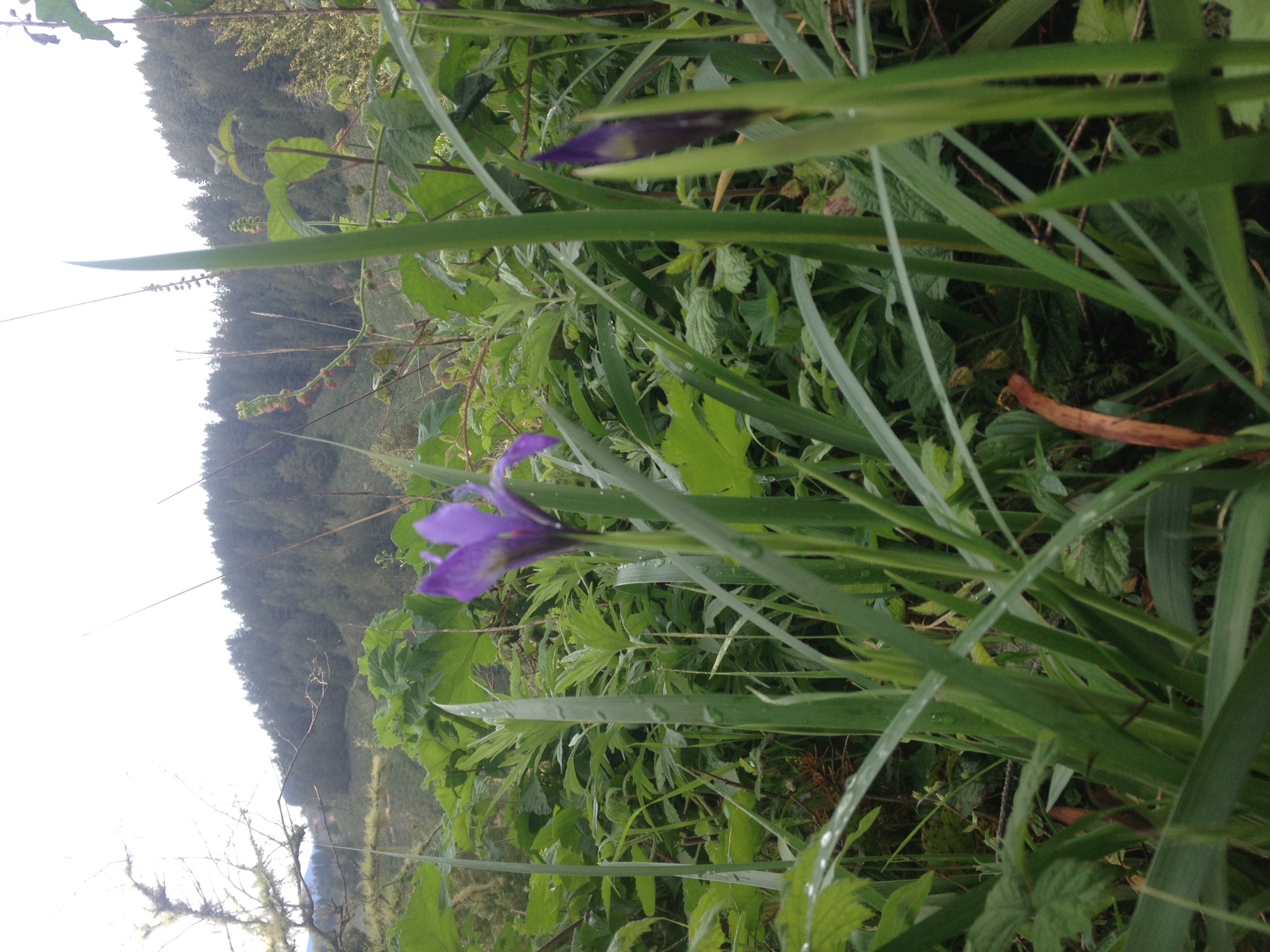 Wild irises