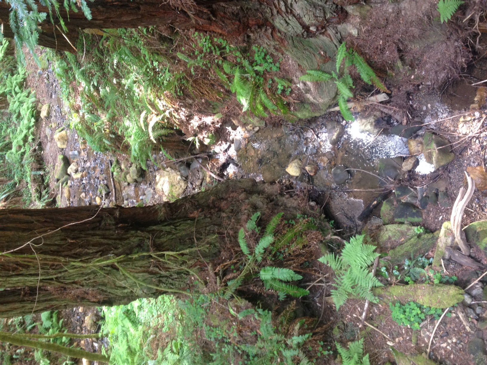 Purisima Creek