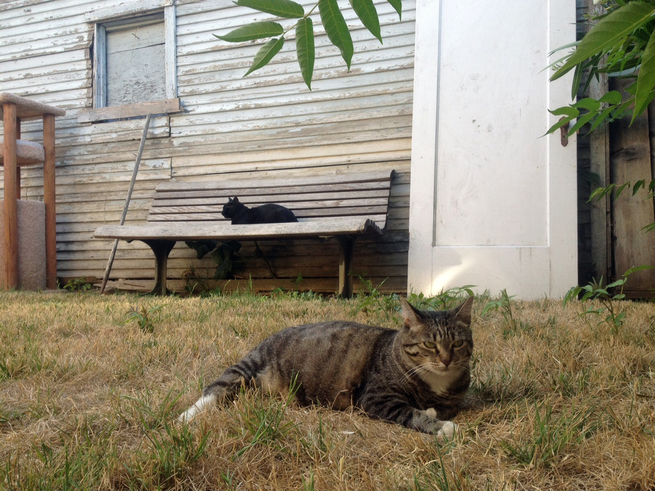 The cats seem pretty happy with the space...or maybe they don't really care.