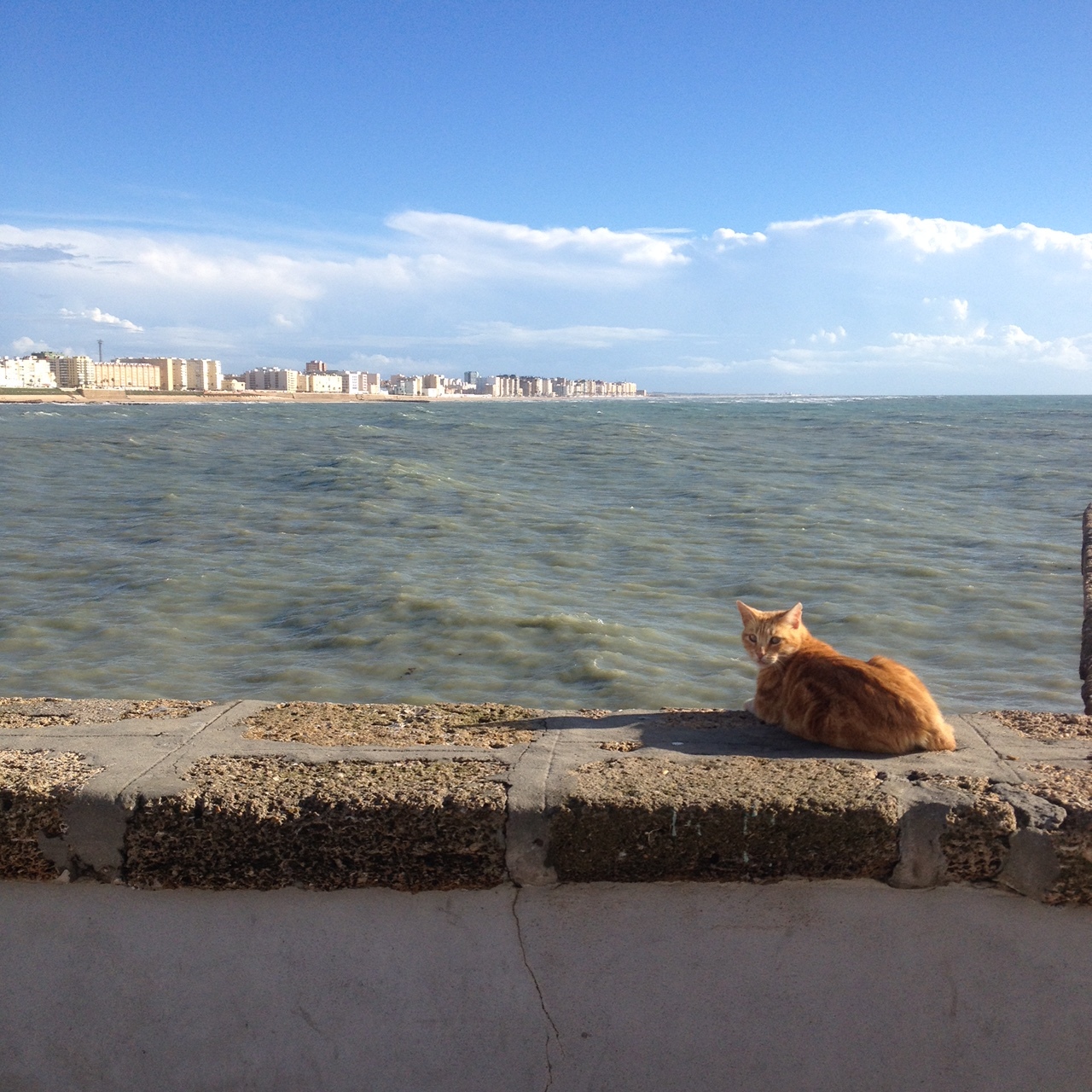 A sea cat on the city wall looking out at New Town.