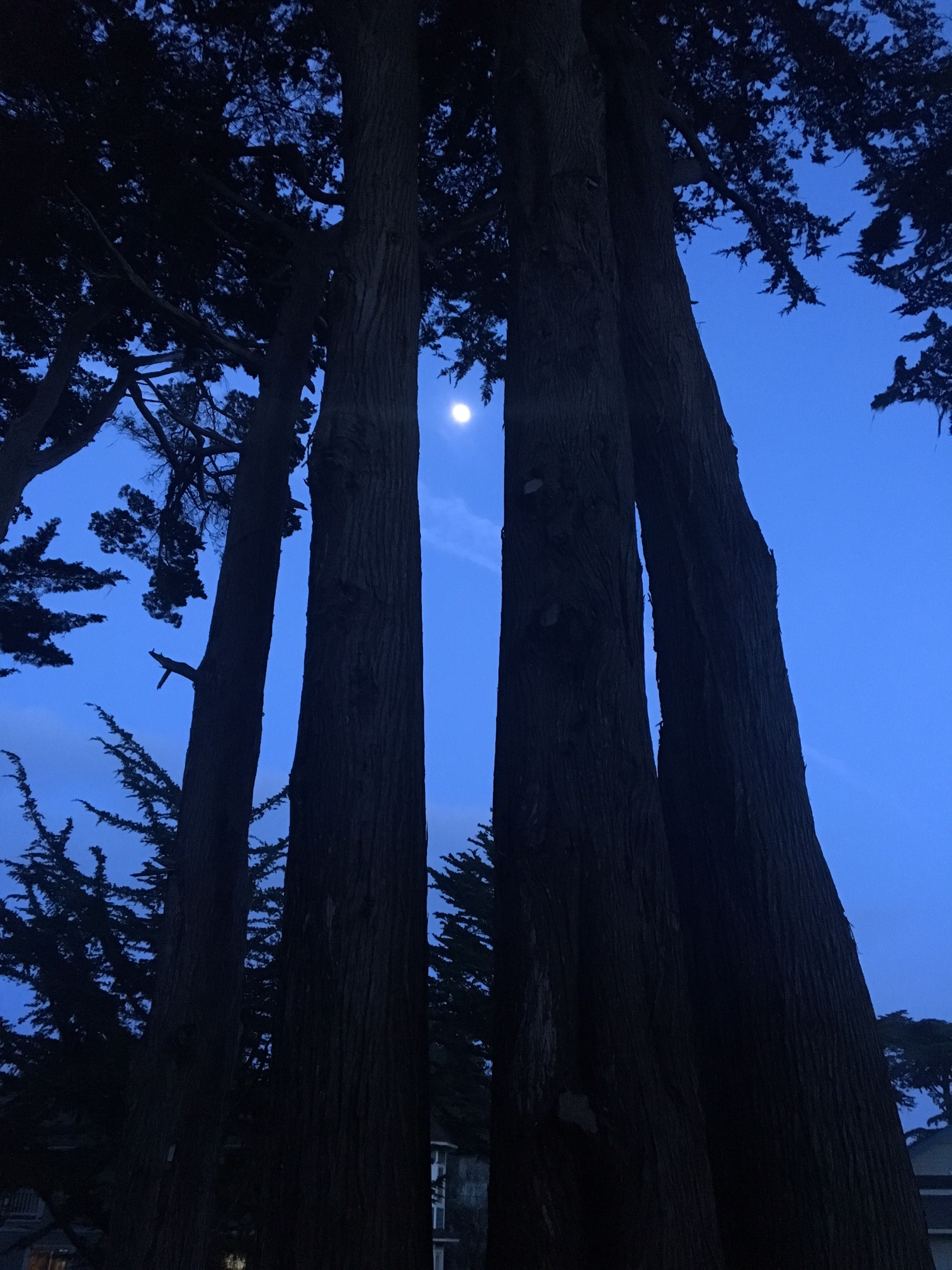 Caught the moon between some trees
