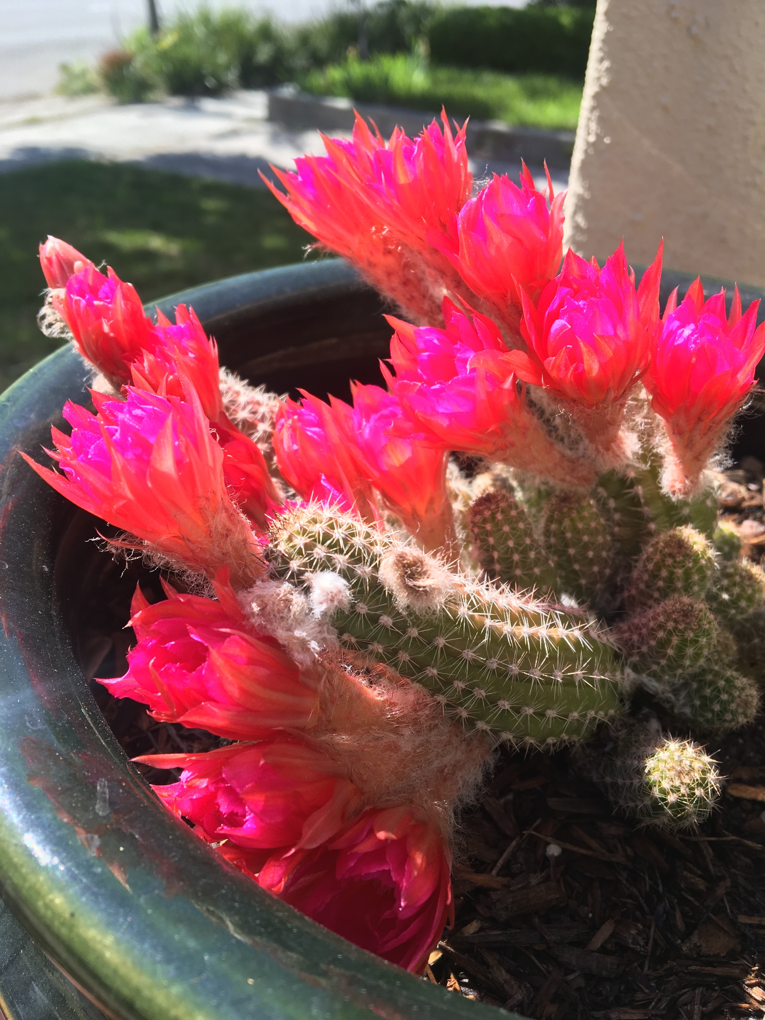 I swear this photo has not been edited. The flowers are that pink.