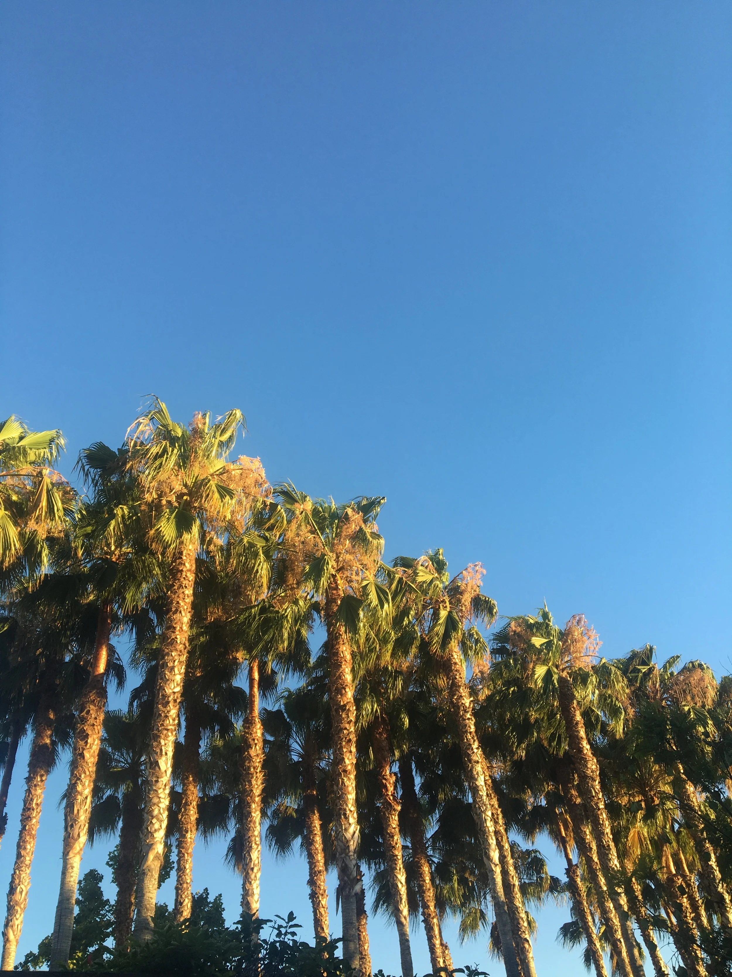 The palms surrounding the patio
