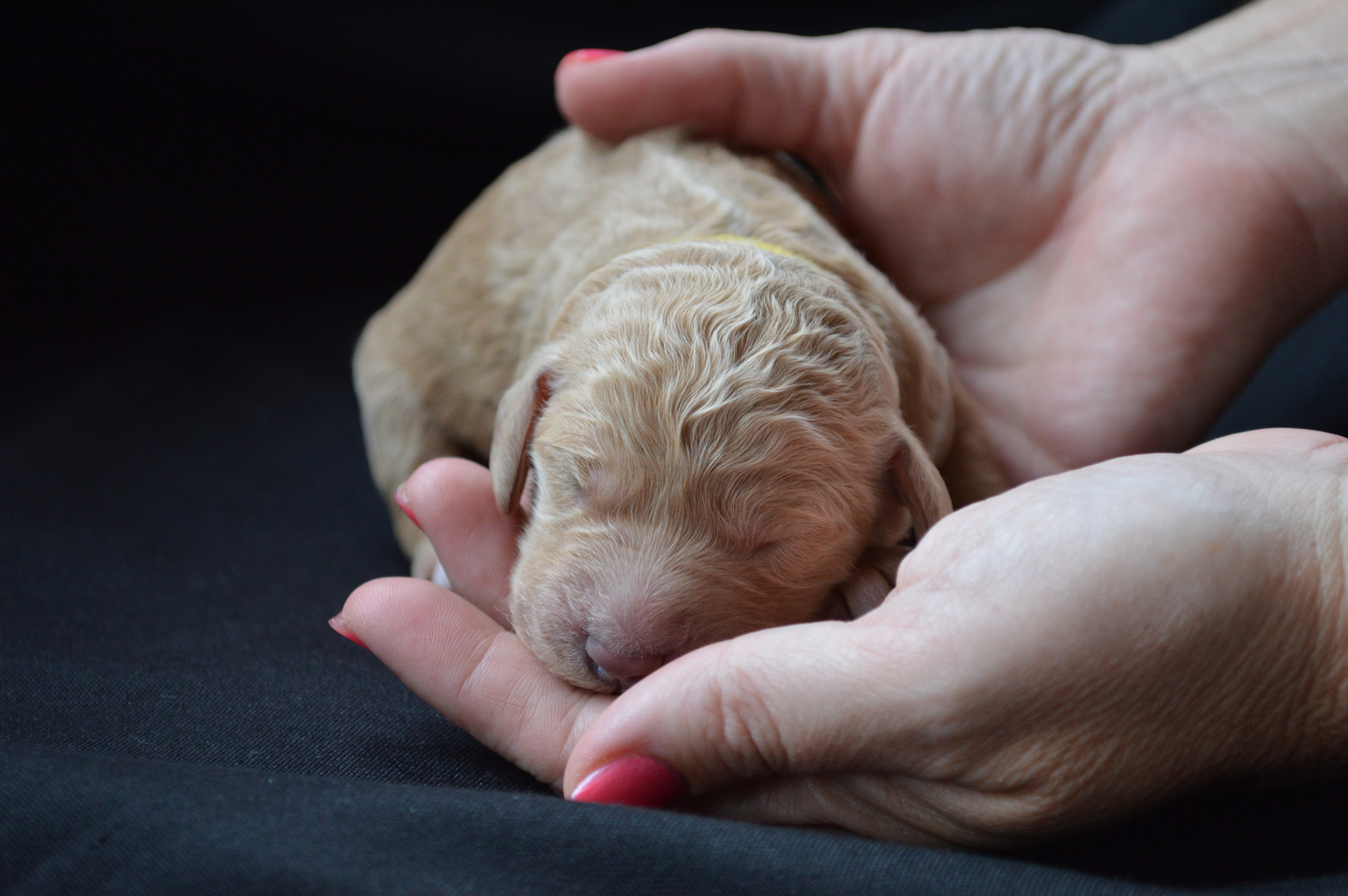 goldendoodle puppies for sale