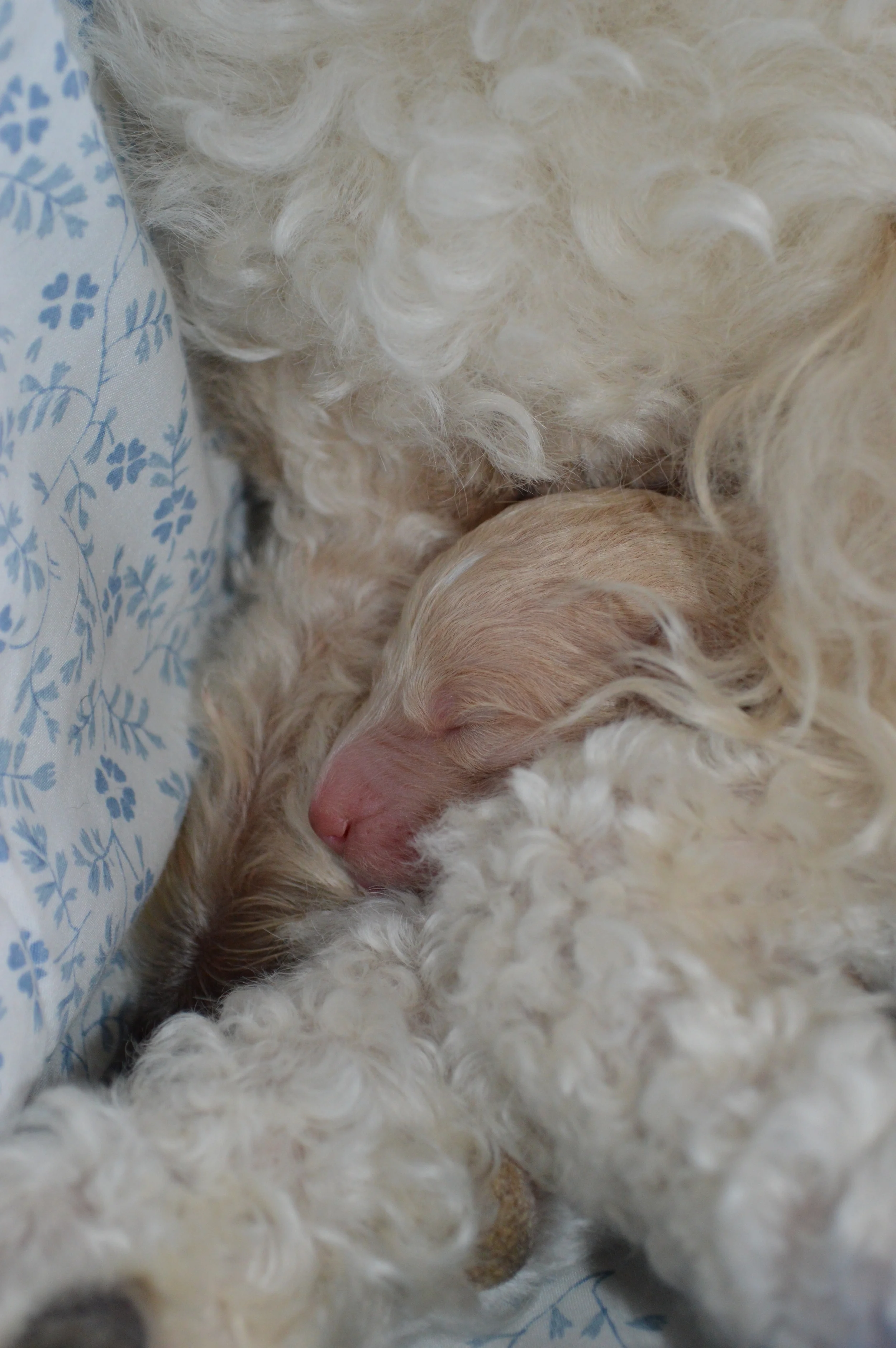 goldendoodle breeder atlanta