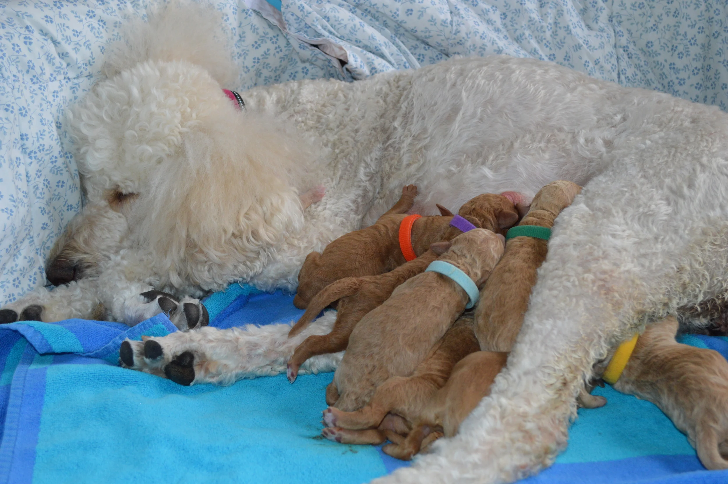 goldendoodle&nbsp;puppies atlanta georgia ga